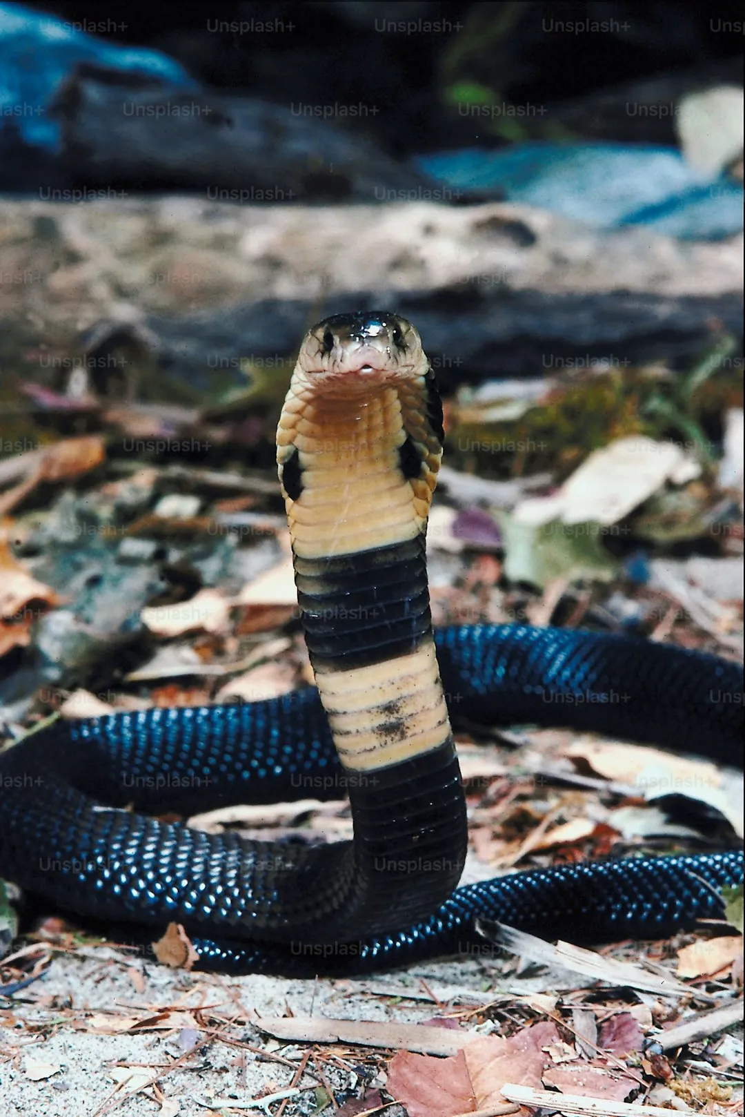 Inland taipan