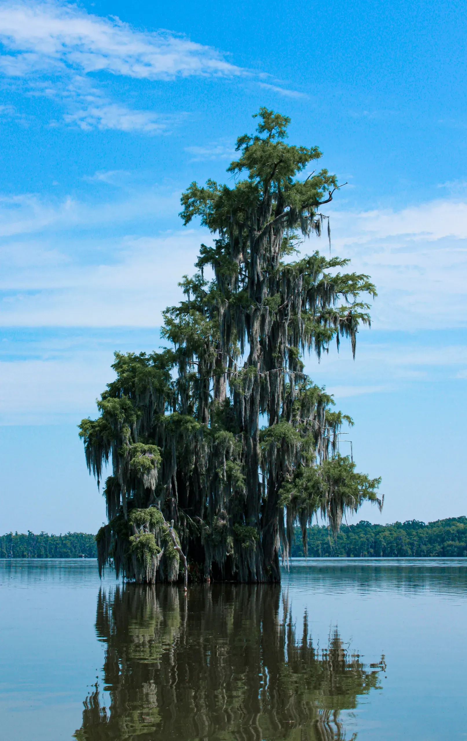 A view from the water of a lone tree on the bank of Lake Martin, Louisiana, under a clear blue sky.