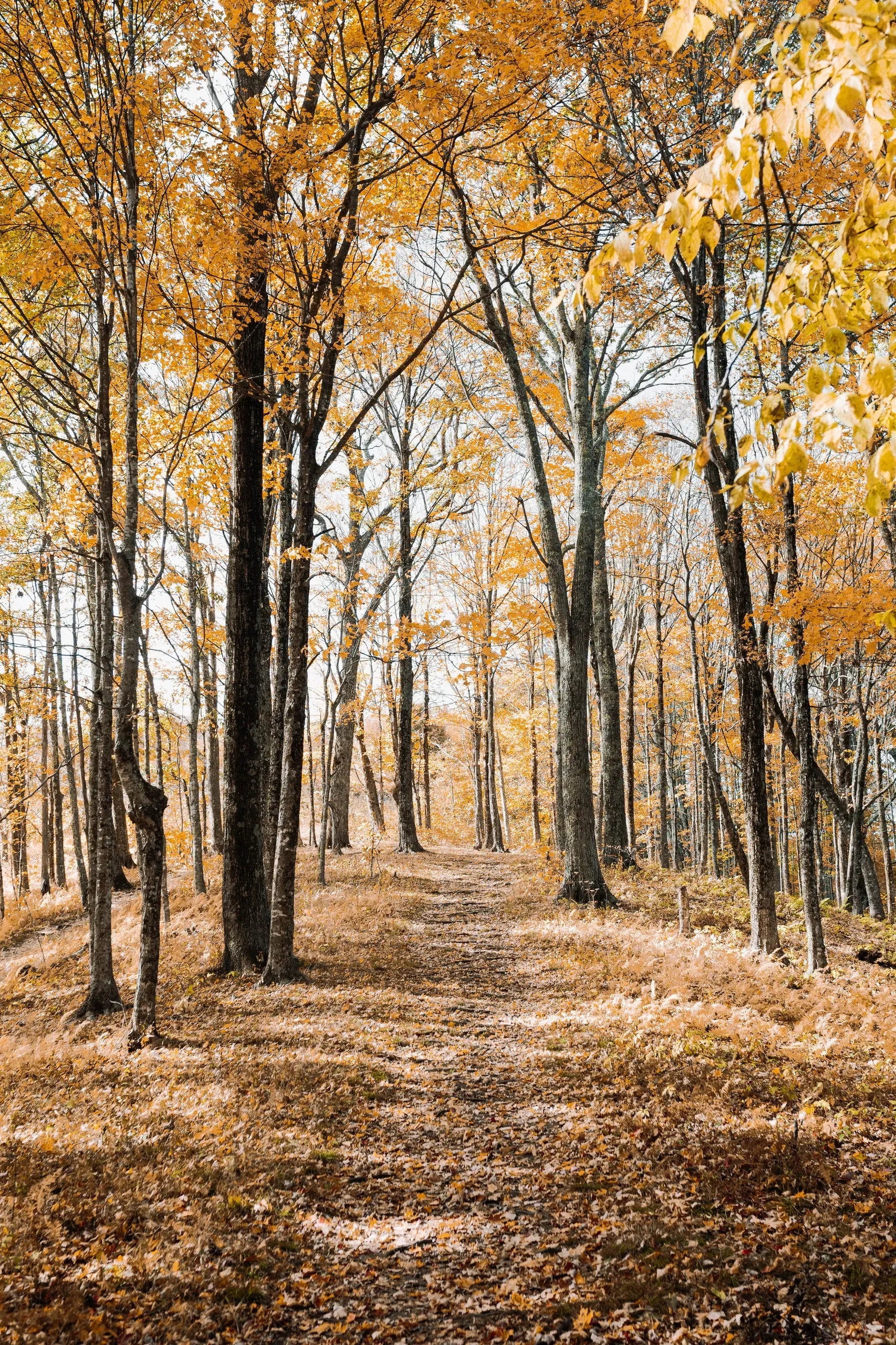 North Carolina trees