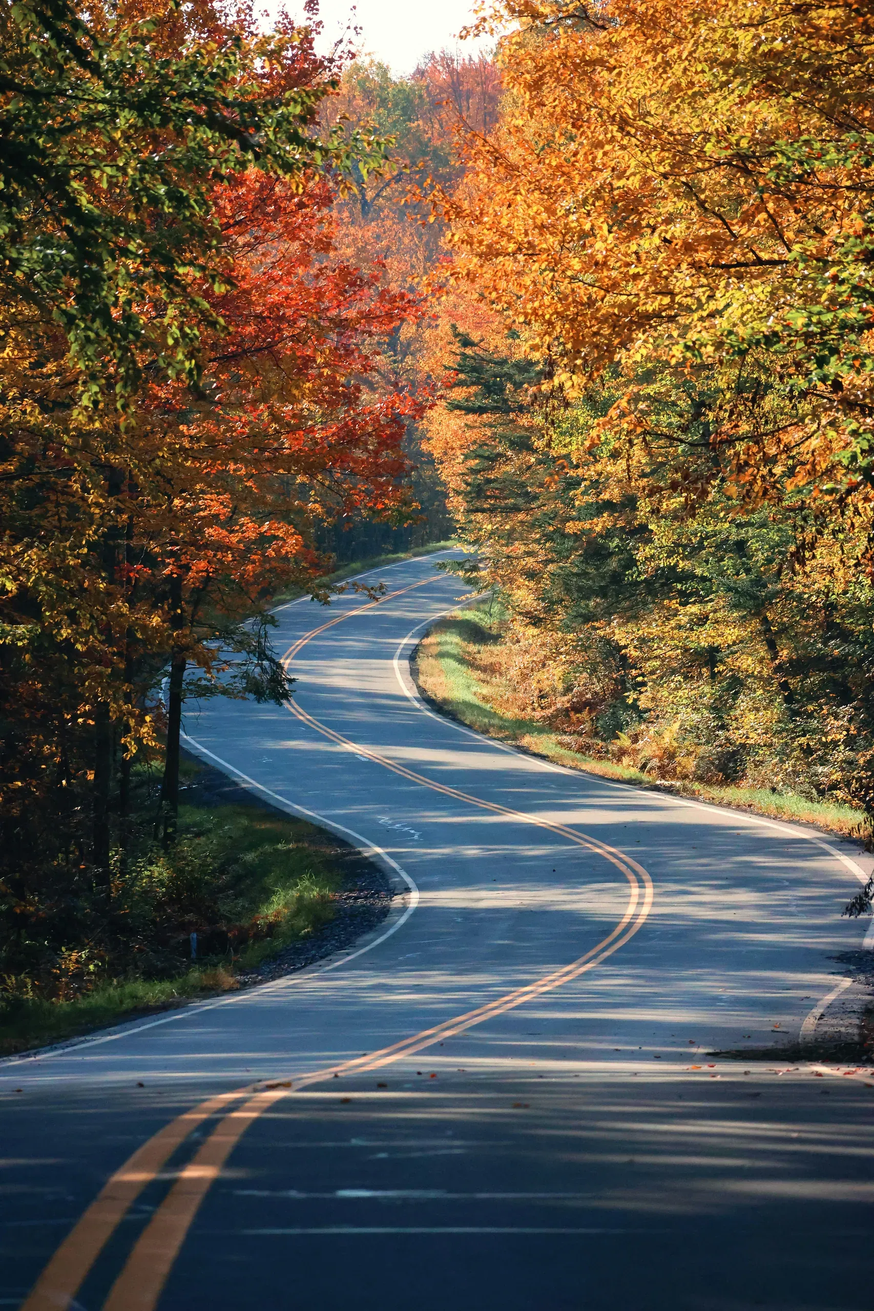 Vermont. Road in forest in autumn