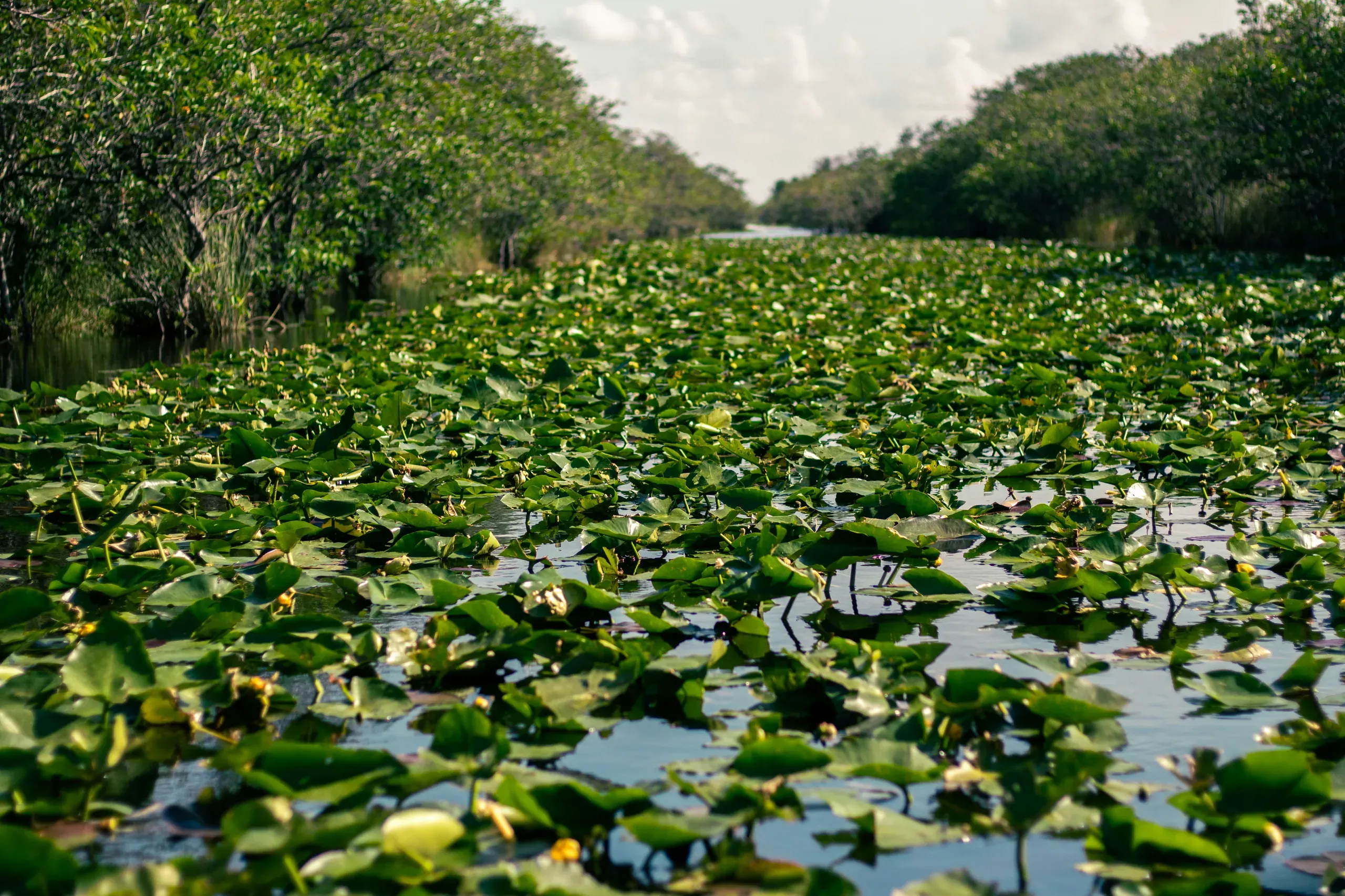 Everglades, Florida