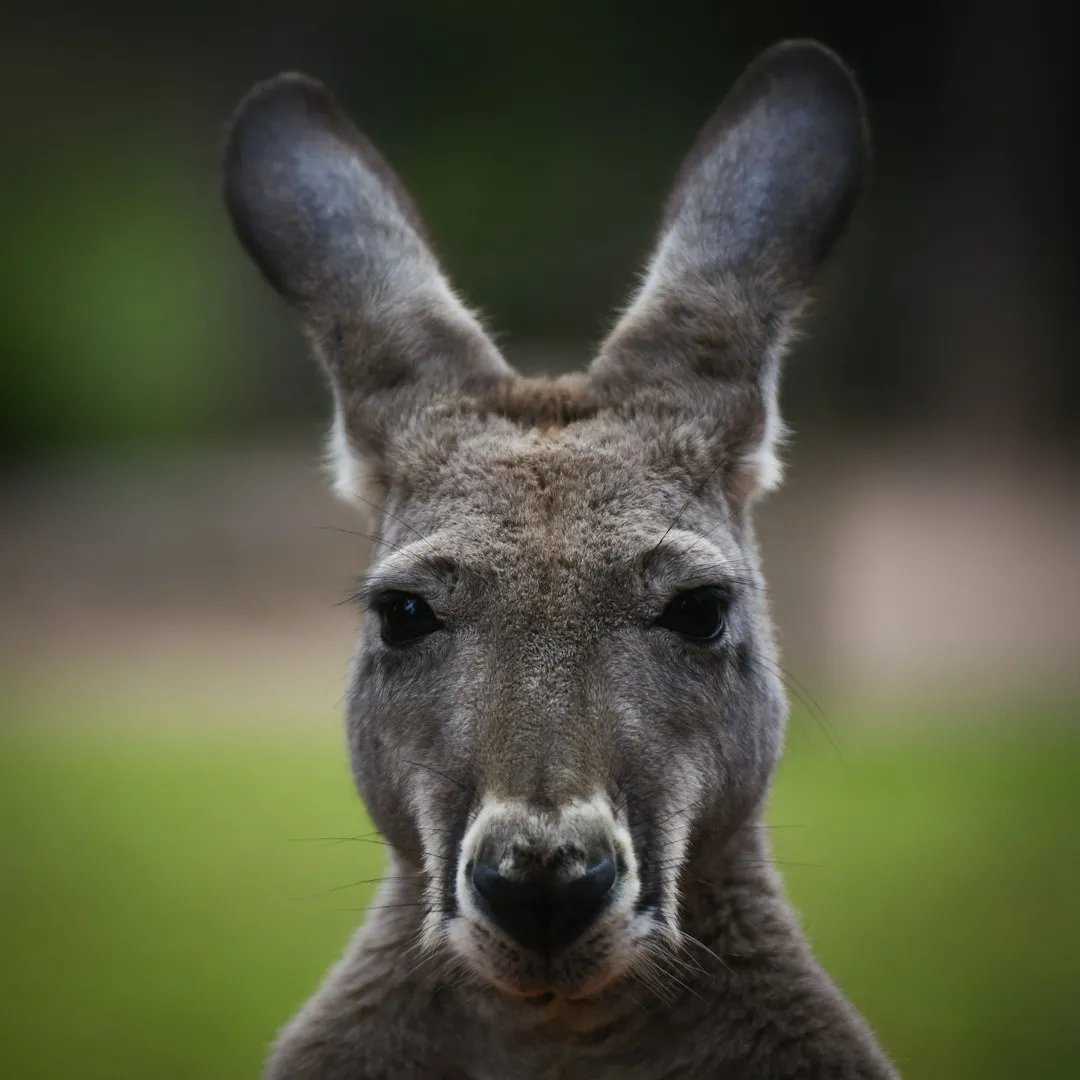 Kangaroo