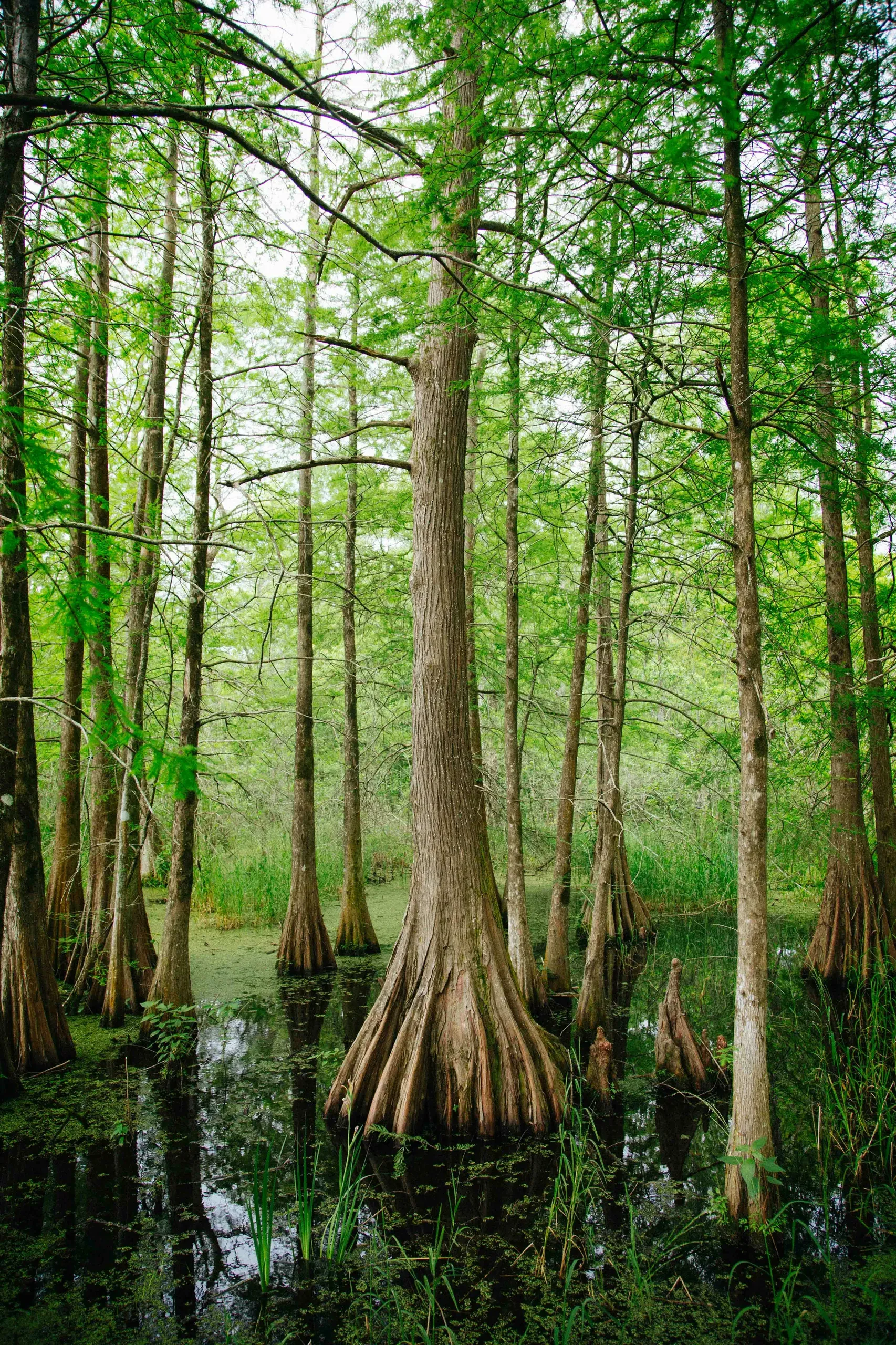 Lafayette cypress tree, Lafayette, Louisiana