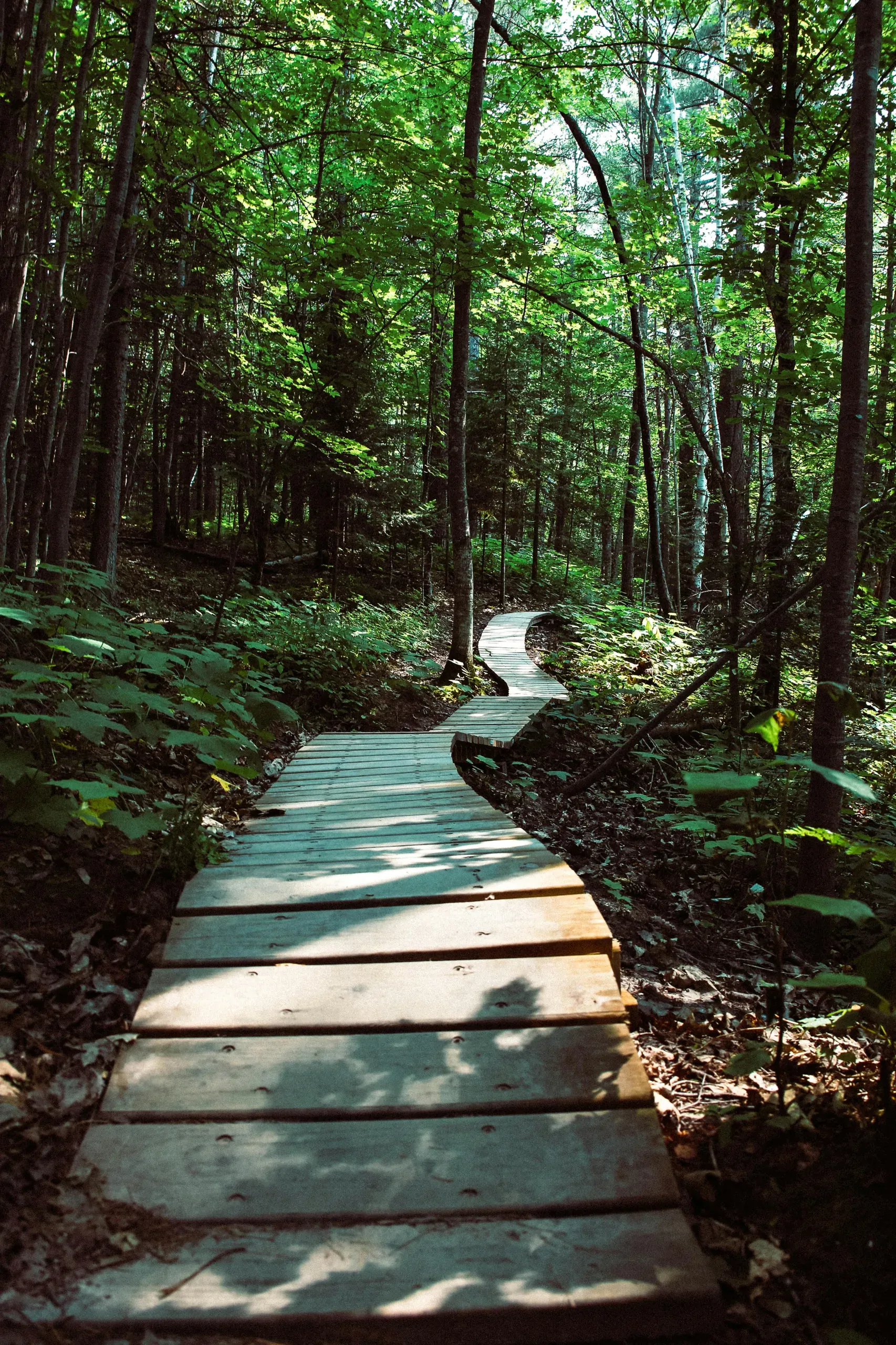 Bayfield, Wisconsin. Slatted wood pathway between trees