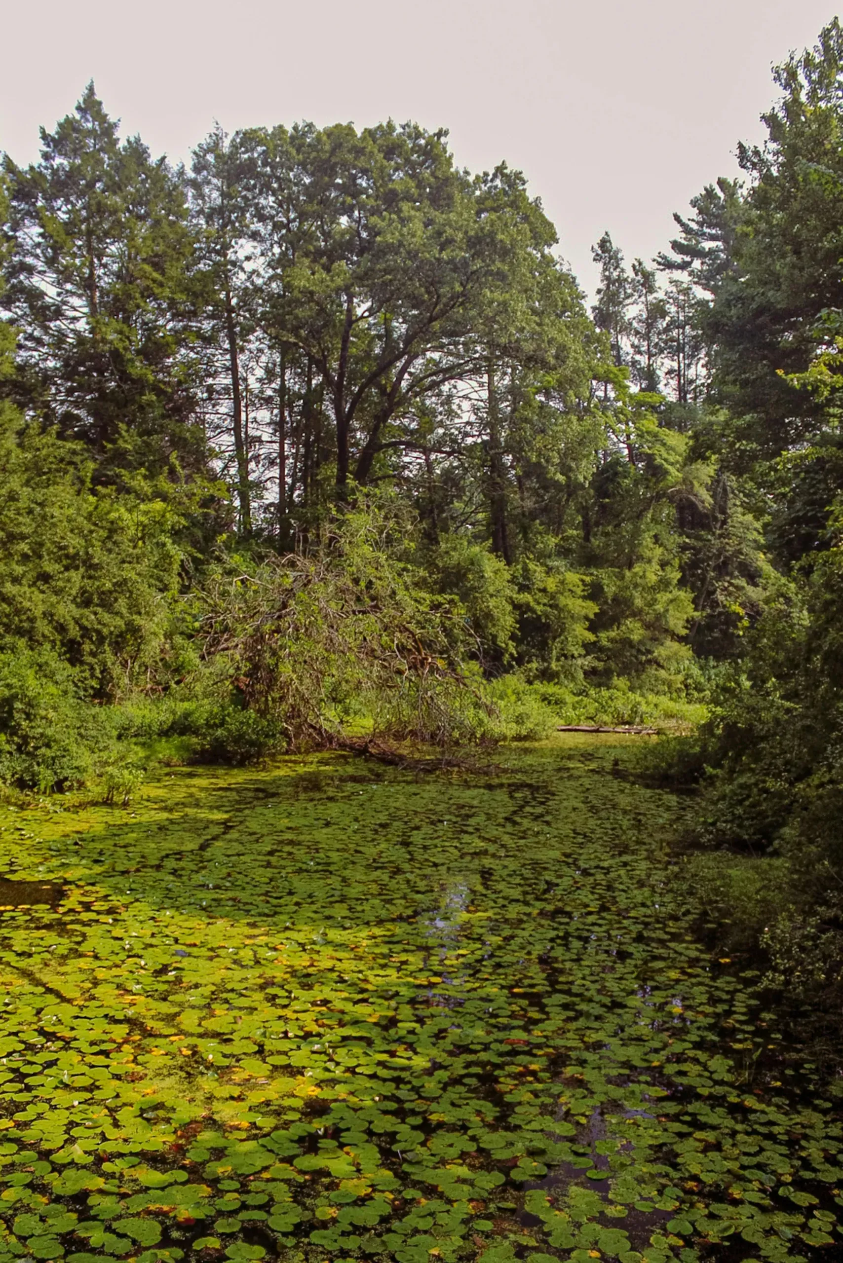 Lush lily pond in Wellesley, Massachusetts forest