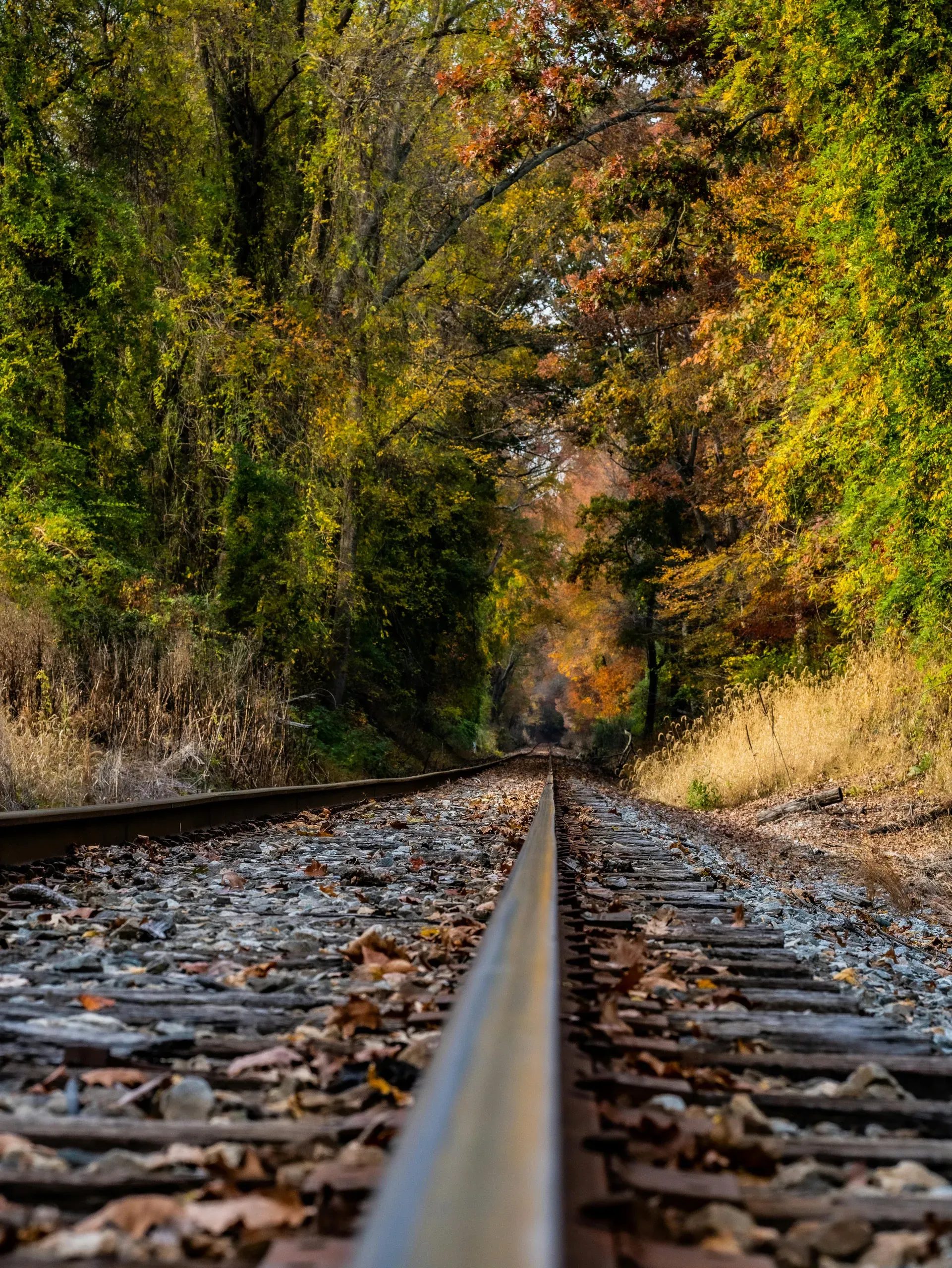Bowie, Maryland. Railway between trees