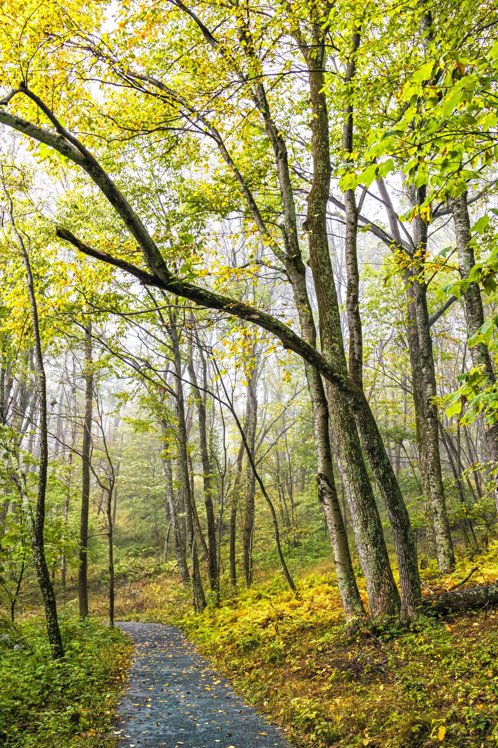 Shenandoah National Park, Virginia