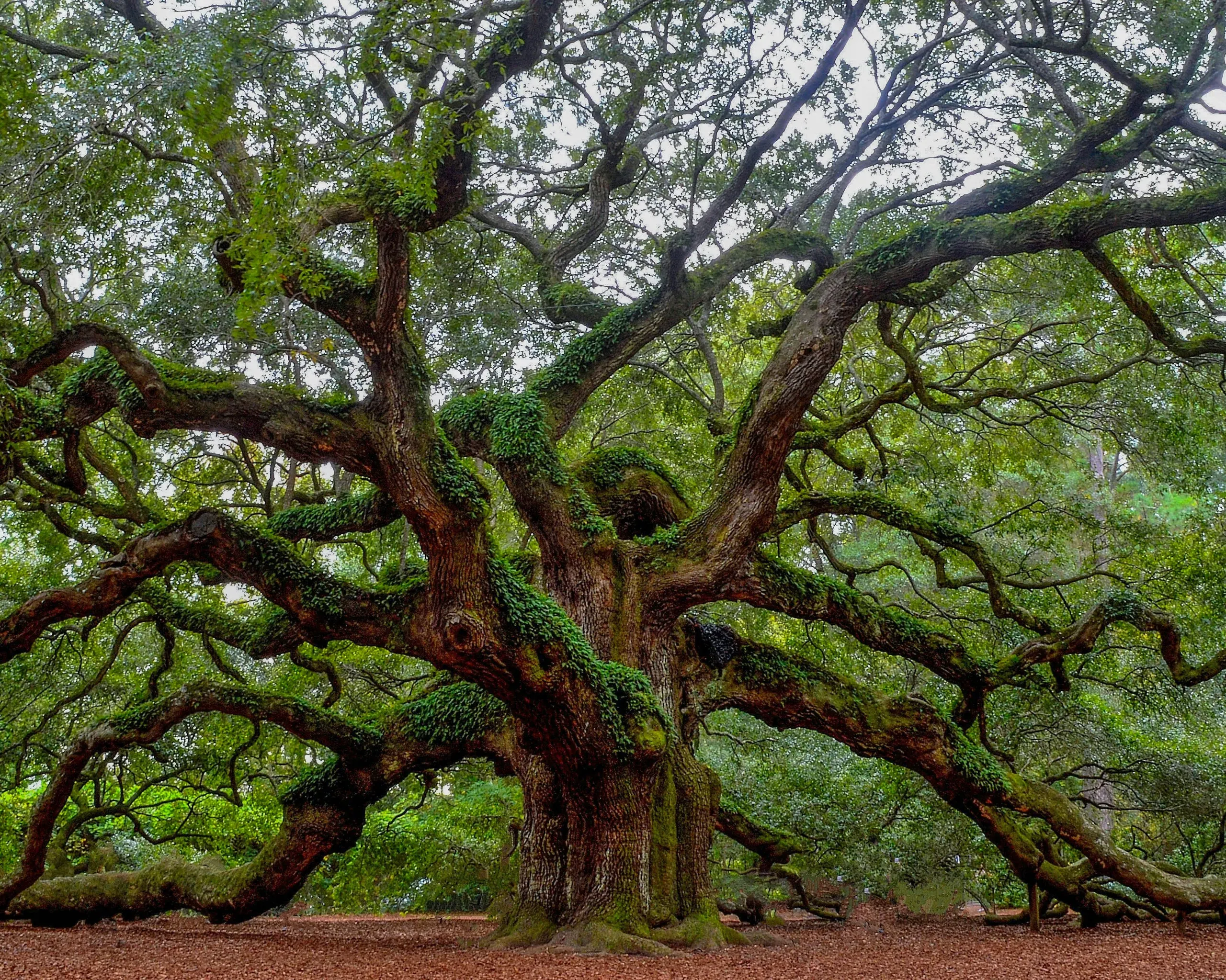 Angel Oak Tree, Charleston, South Carolina