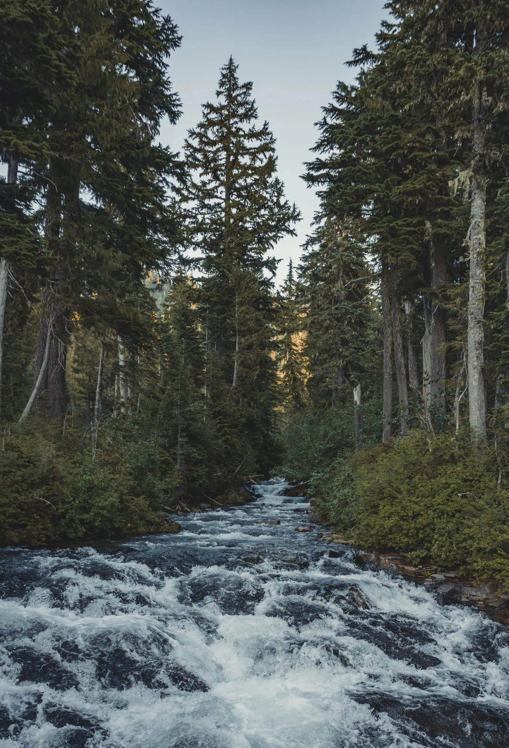Dark river water flowing through green trees in Mount Rainier National Park, Washington