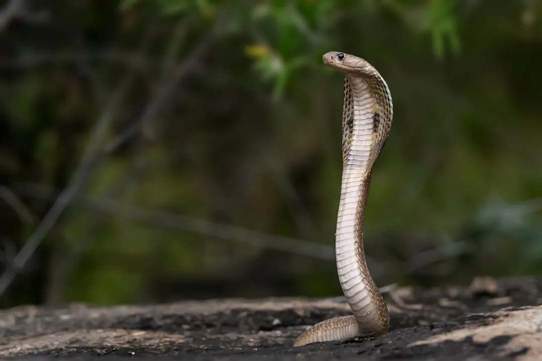 King cobra