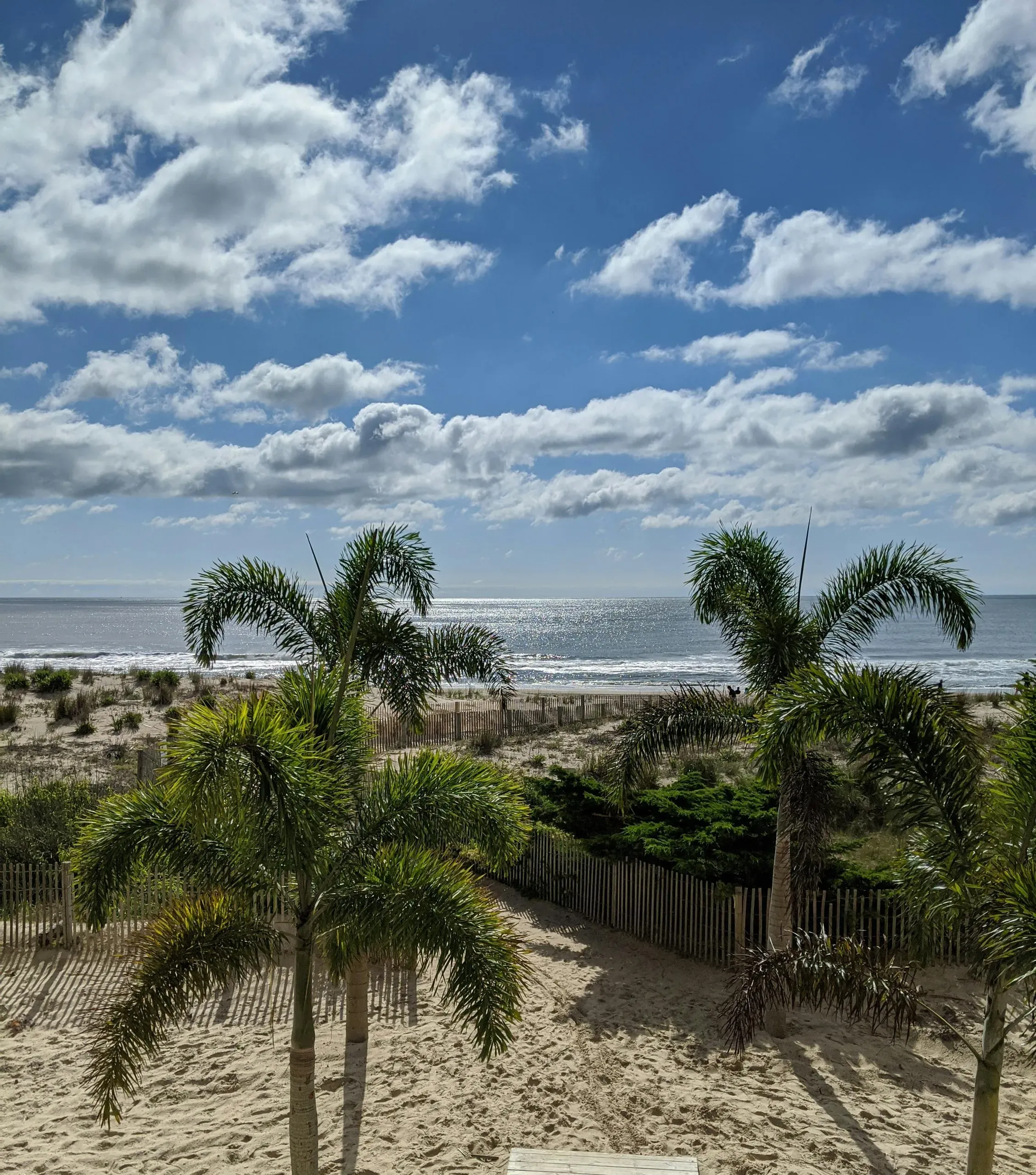 Ocean City, Maryland./ Palm trees on the beach