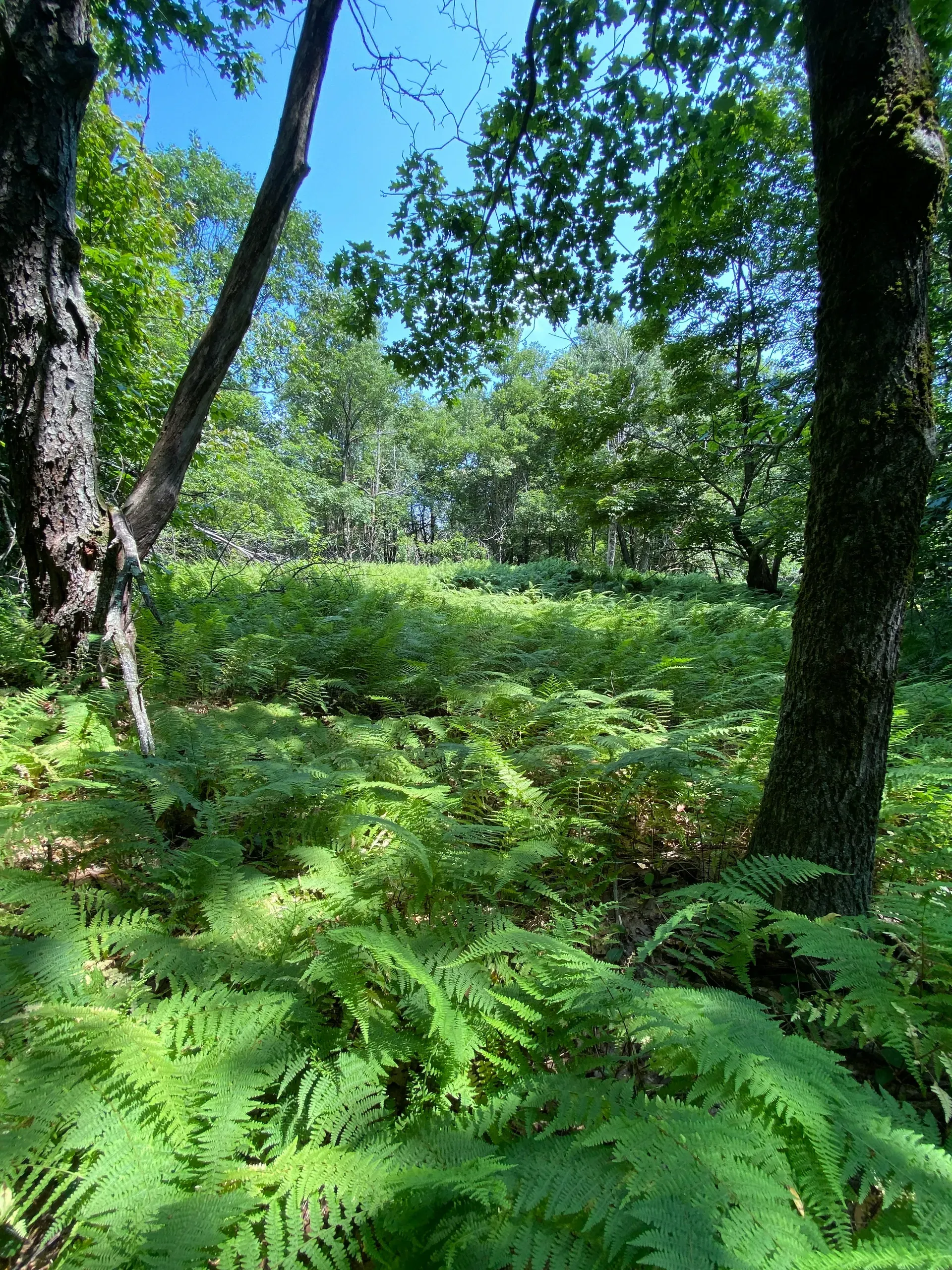 Ferns, trees and a small glen in the sunlight on Shaker Mountain near Hancock Shaker Village, Hancock, Massachusetts on Wednesday, July 26,2023