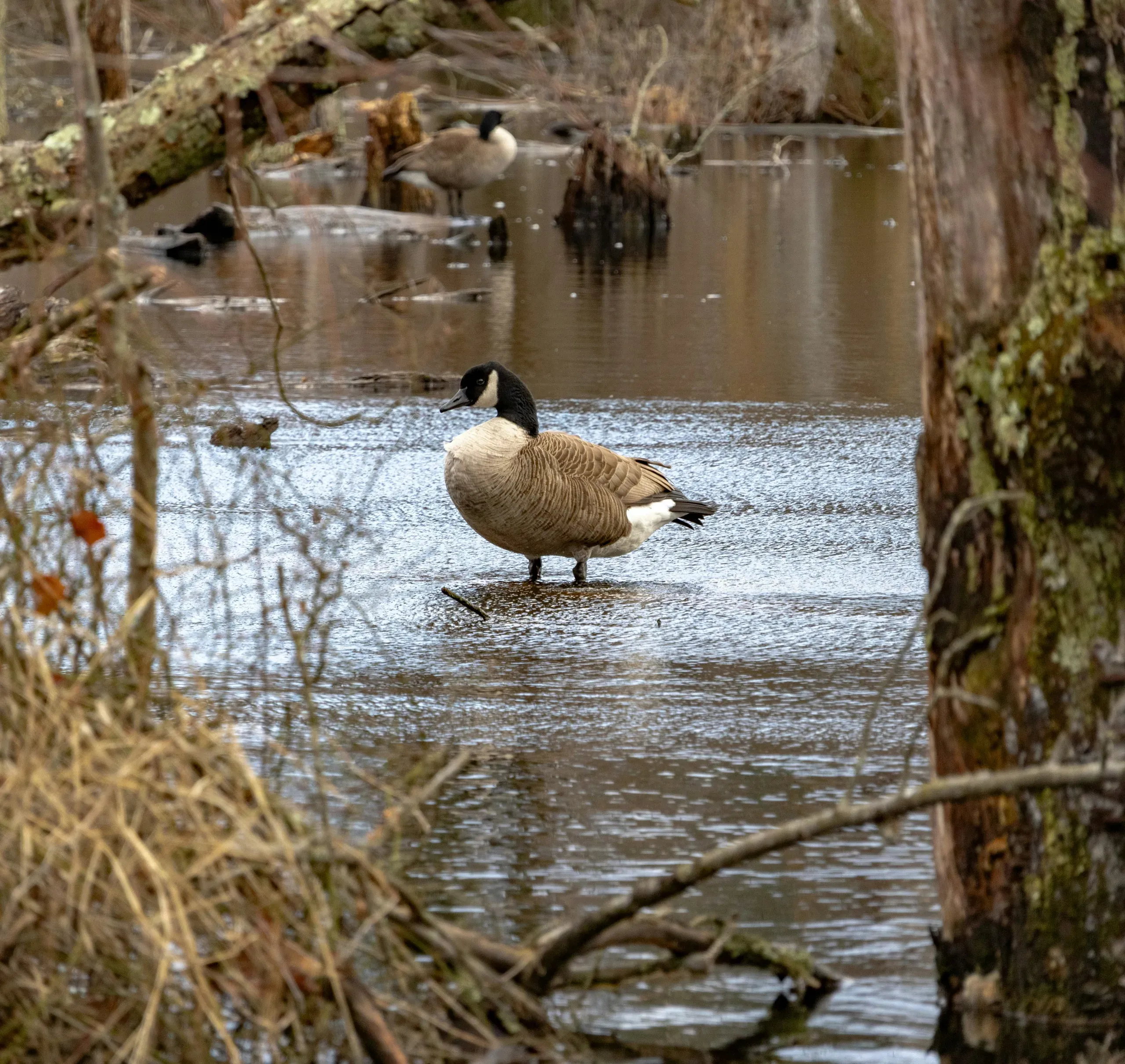 Glasgow Park Trail, Newark, Delaware