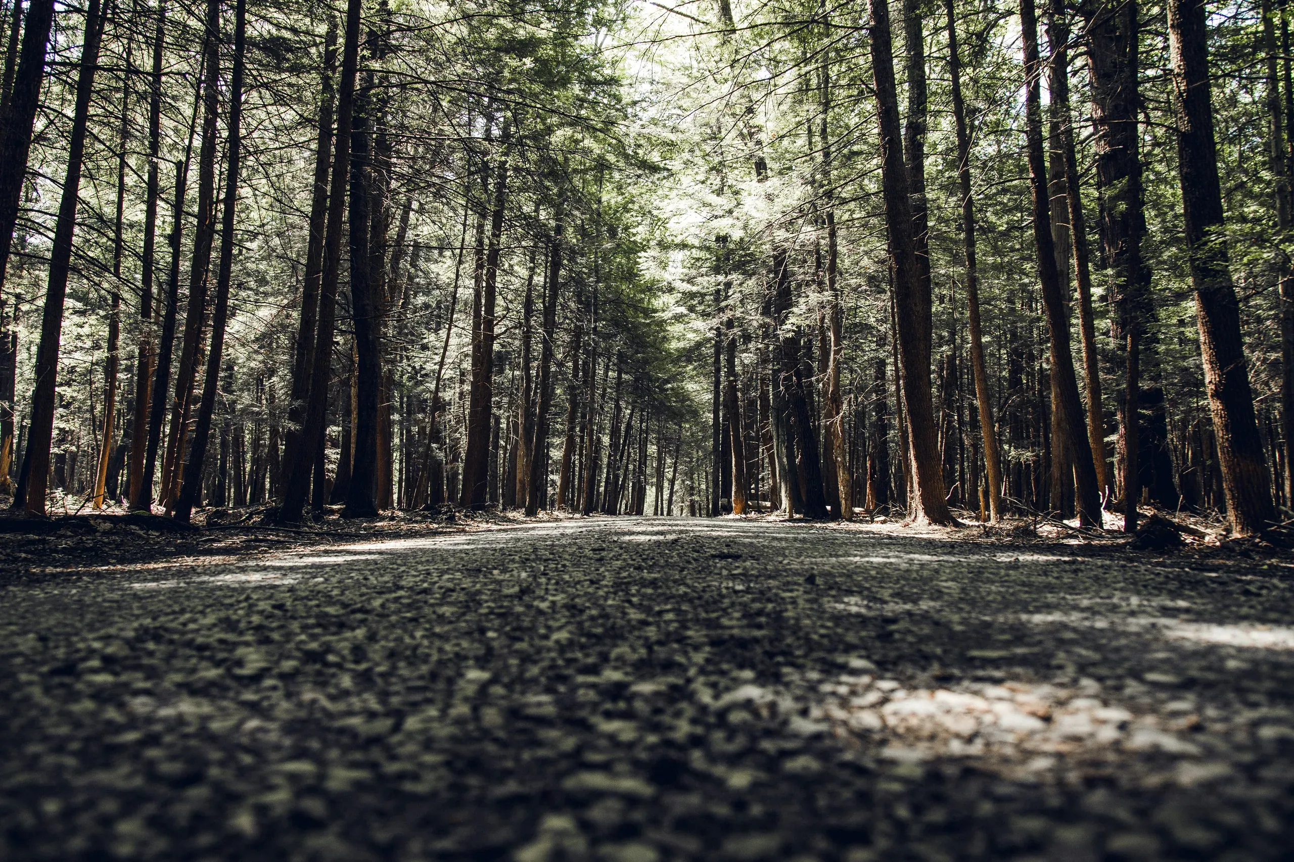Cook Forest State Park, Cooksburg, Pennsylvania