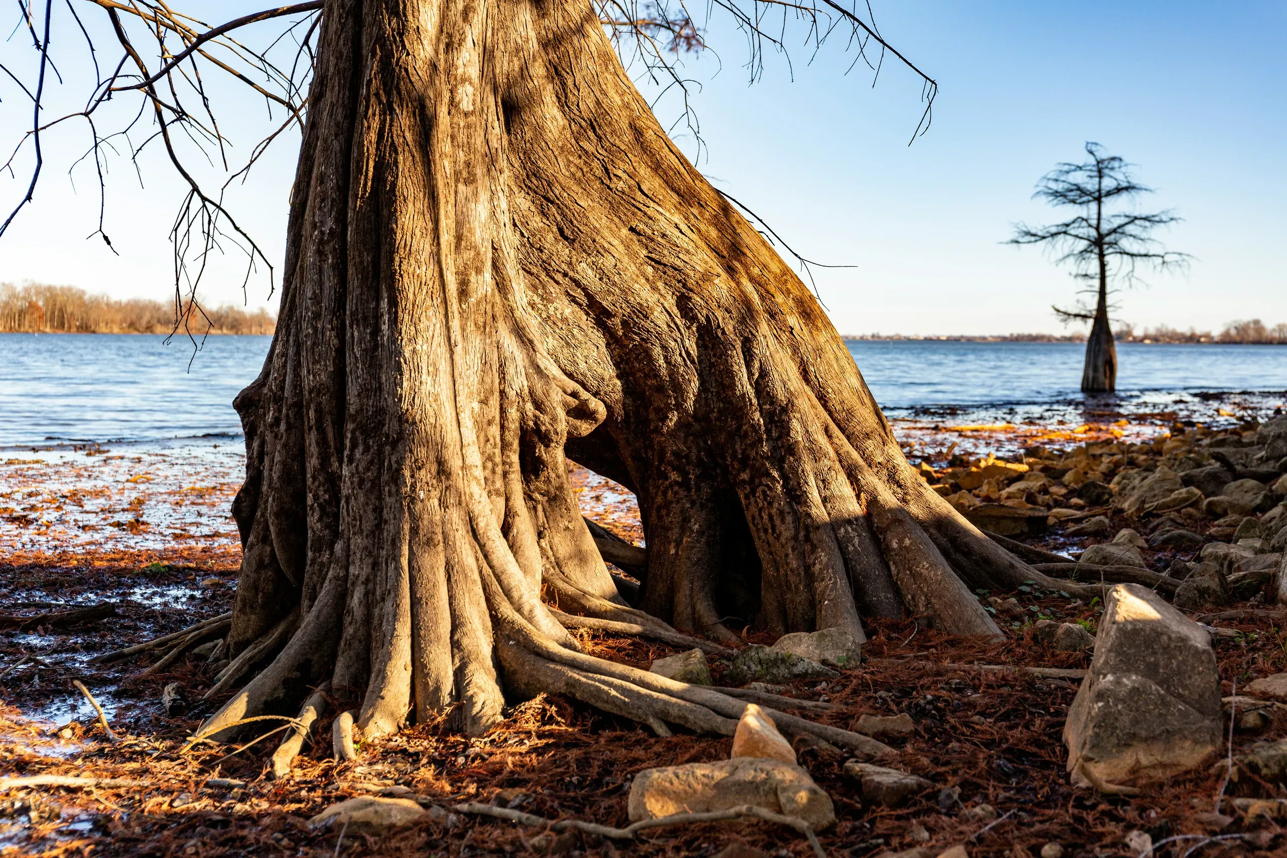 Cypress trees along the banks of Eagle Lake, Mississippi
