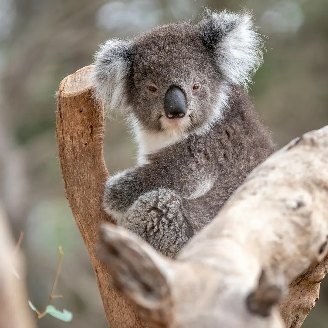 Koala