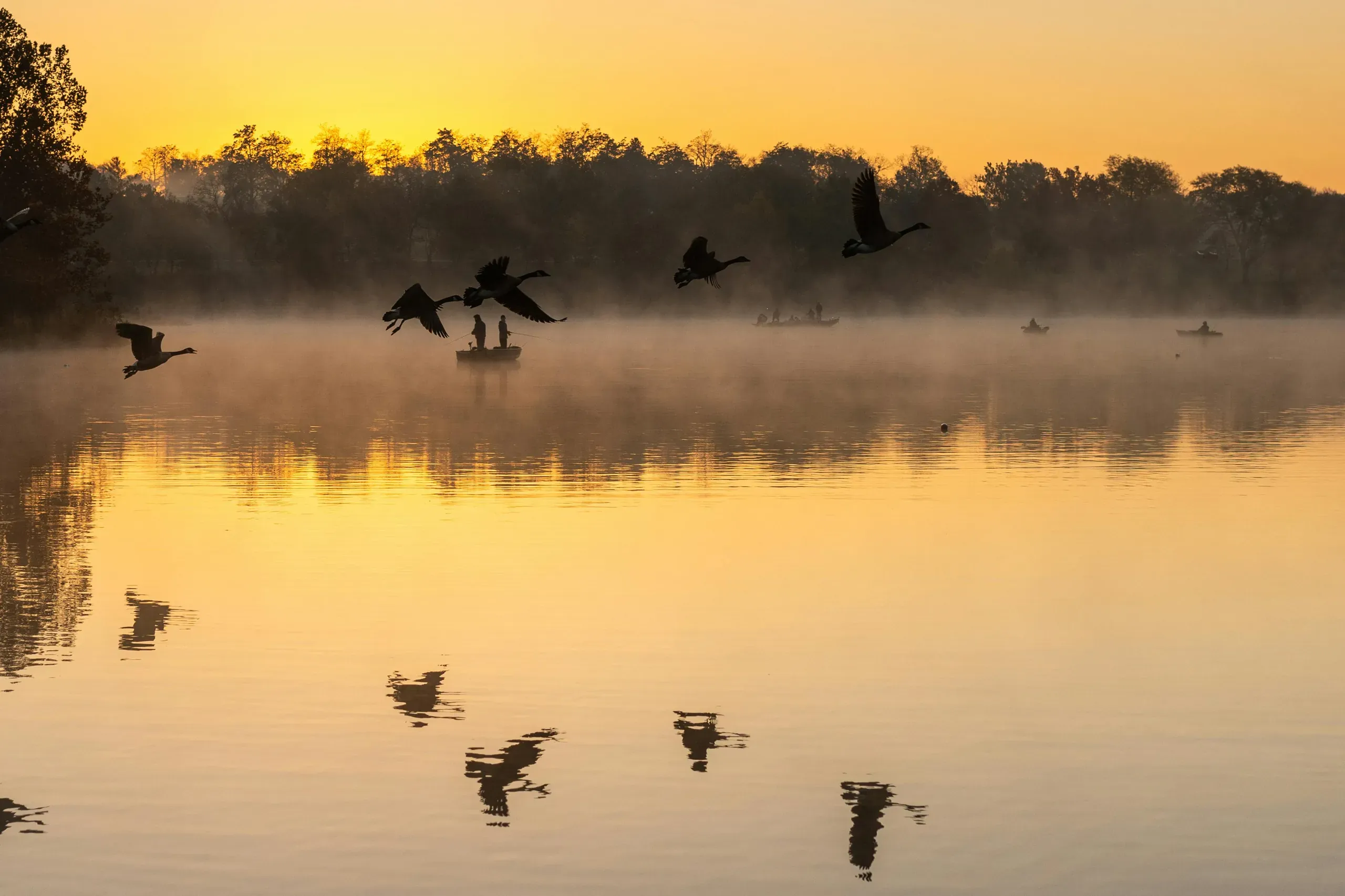 Shawnee, Kansas. Birds flying over a lake and reflecting in still water at sunset.