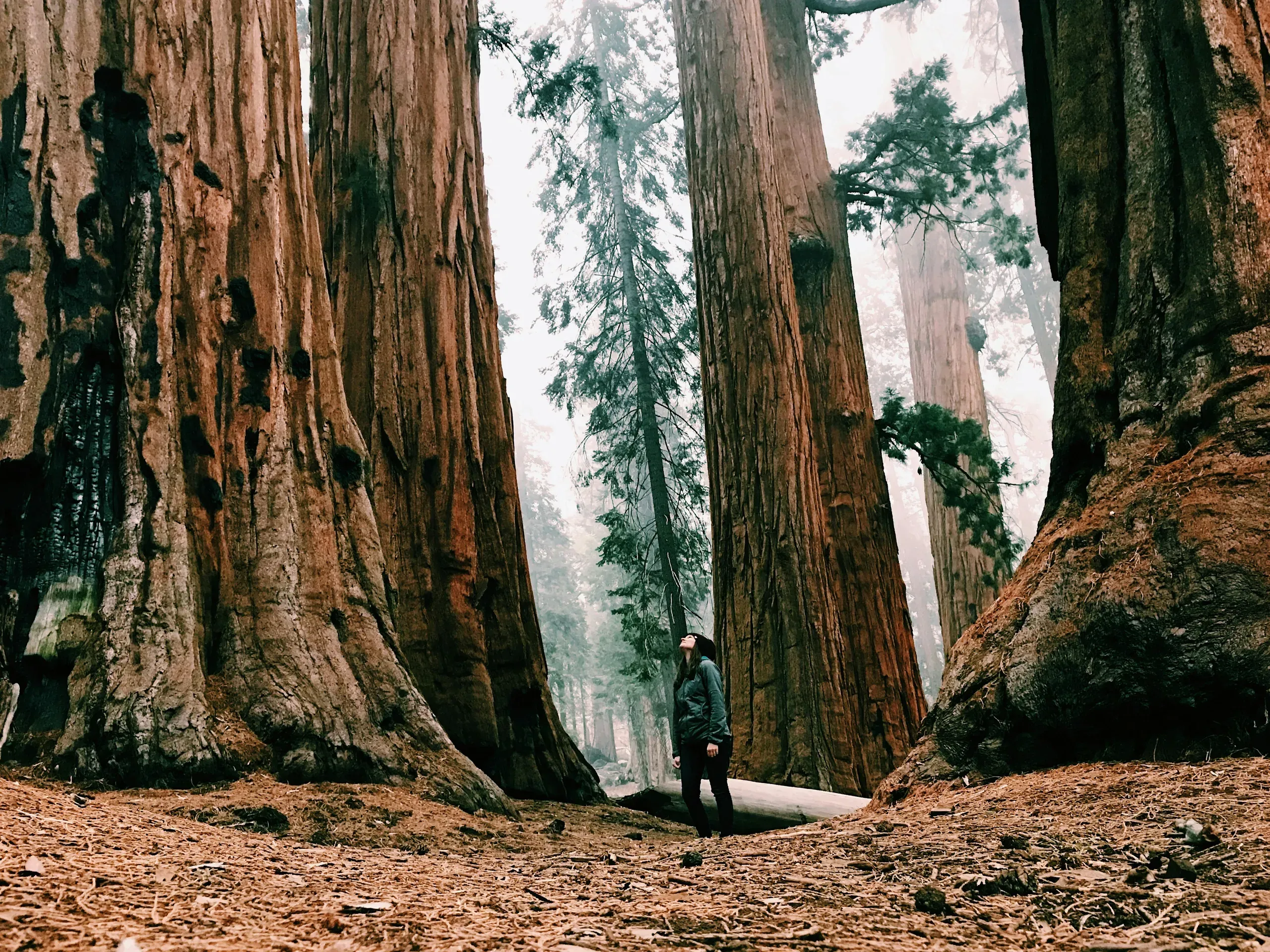 Sequoia National Forest, California