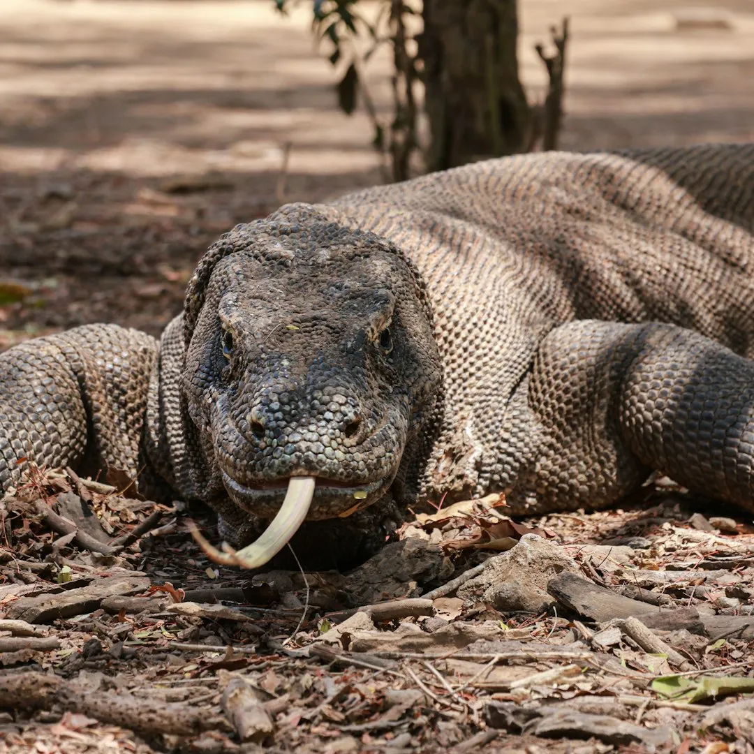 Komodo dragon