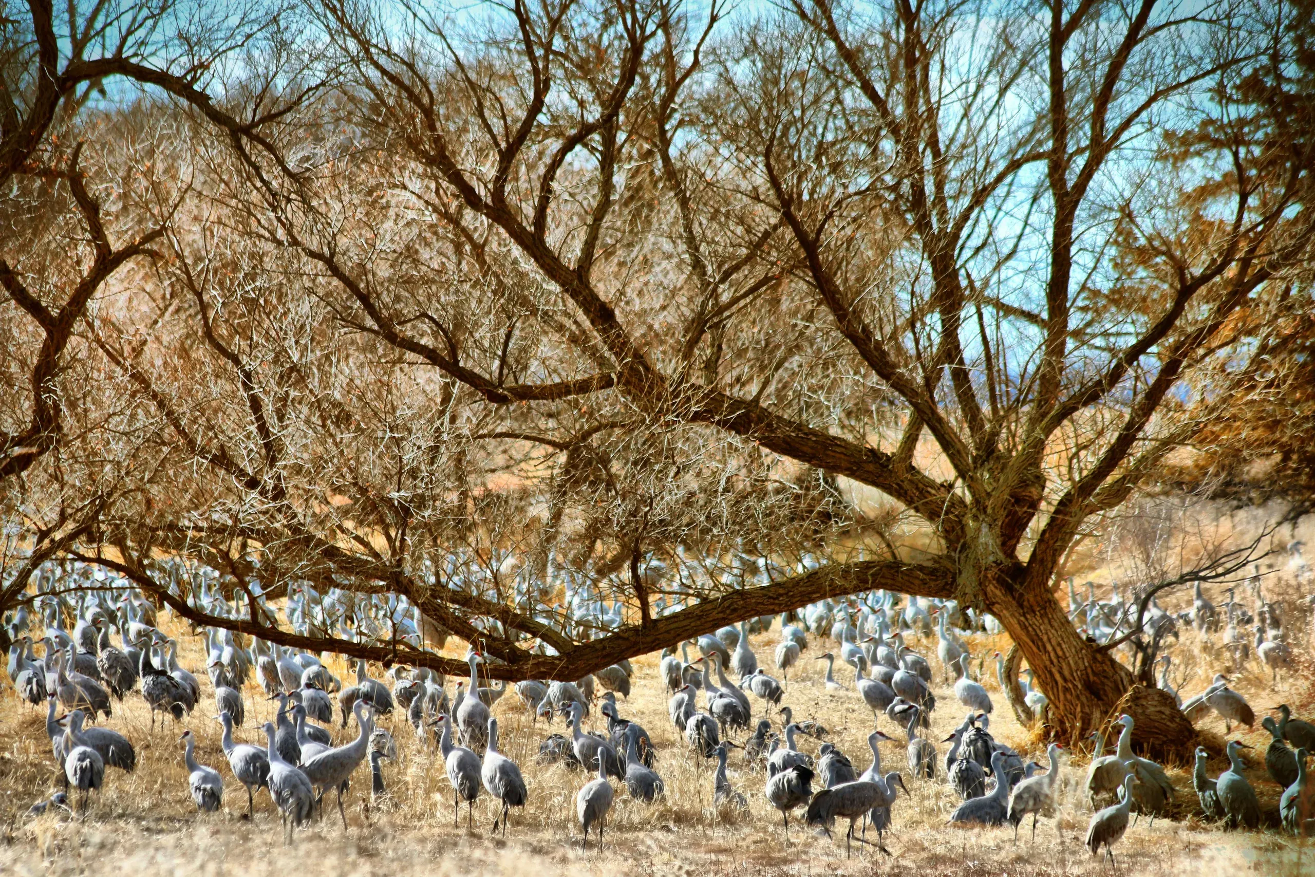 Sandhill Cranes in Nebraska by a brown tree during the day. Blue sky with sandhill cranes.