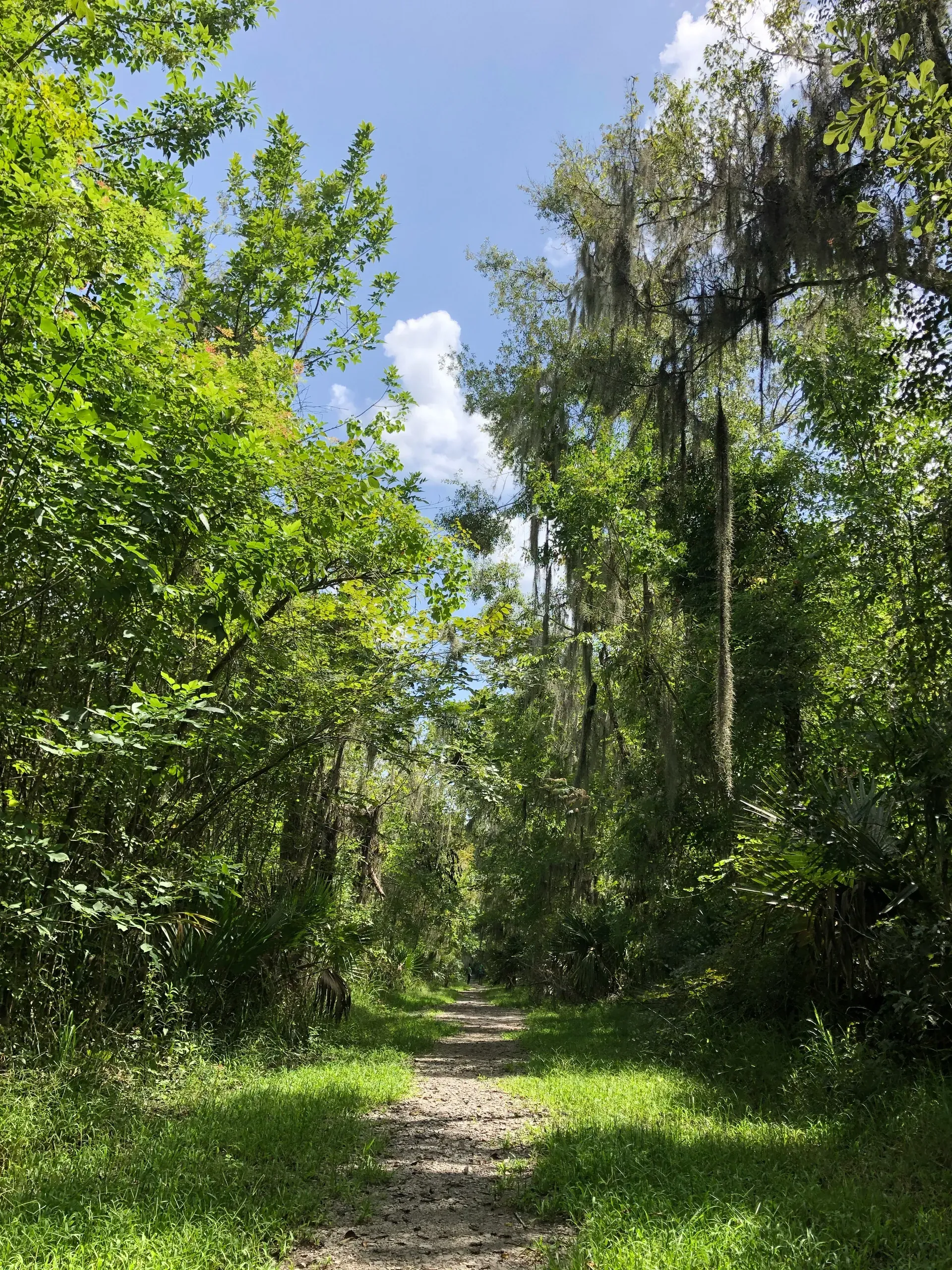 A narrow dirt path, covered in fallen leaves, winds through a dense and shadowy forest.
