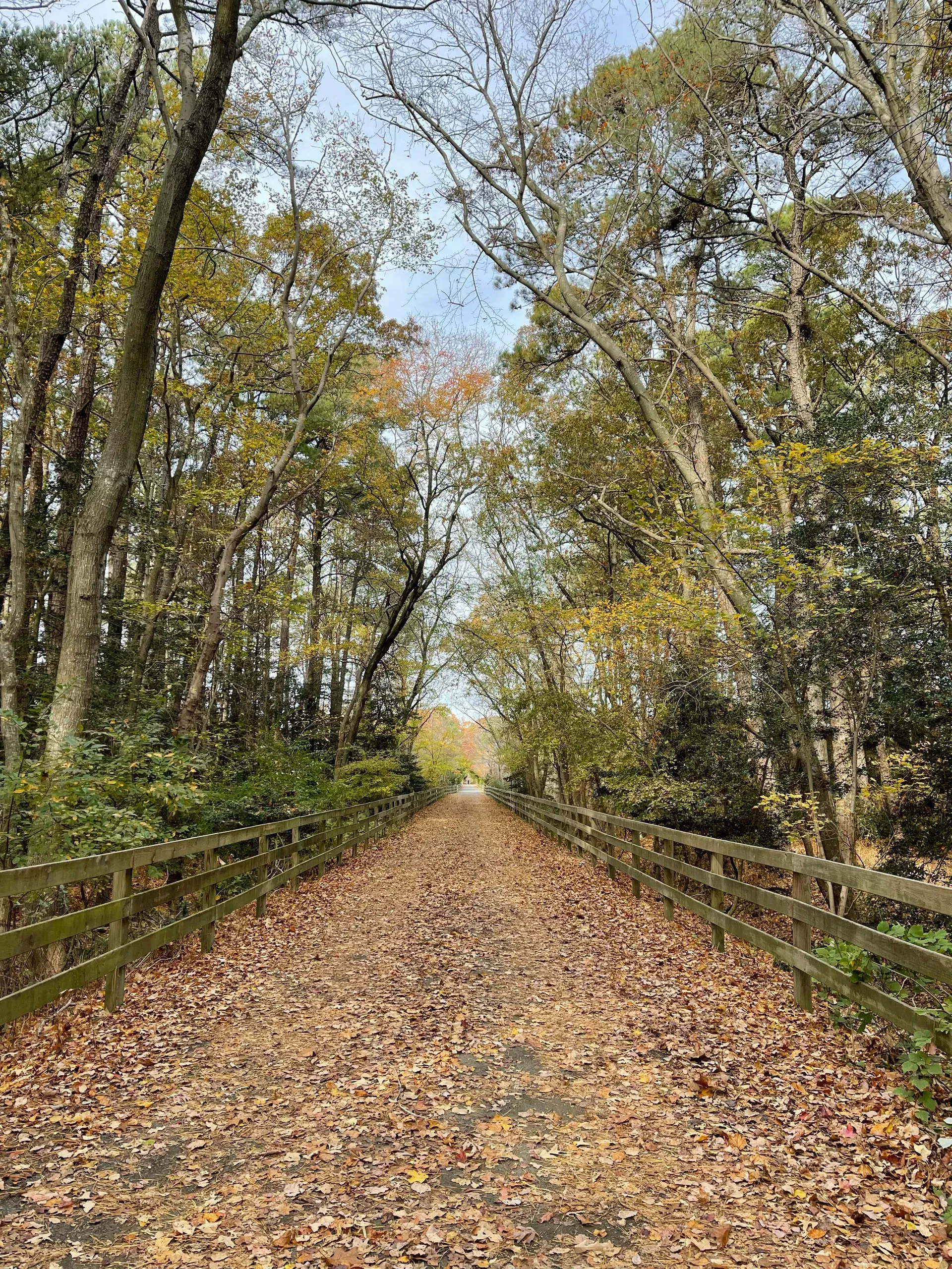 Rehoboth Beach, Delaware. Brown Dirt Road Between Green Trees.