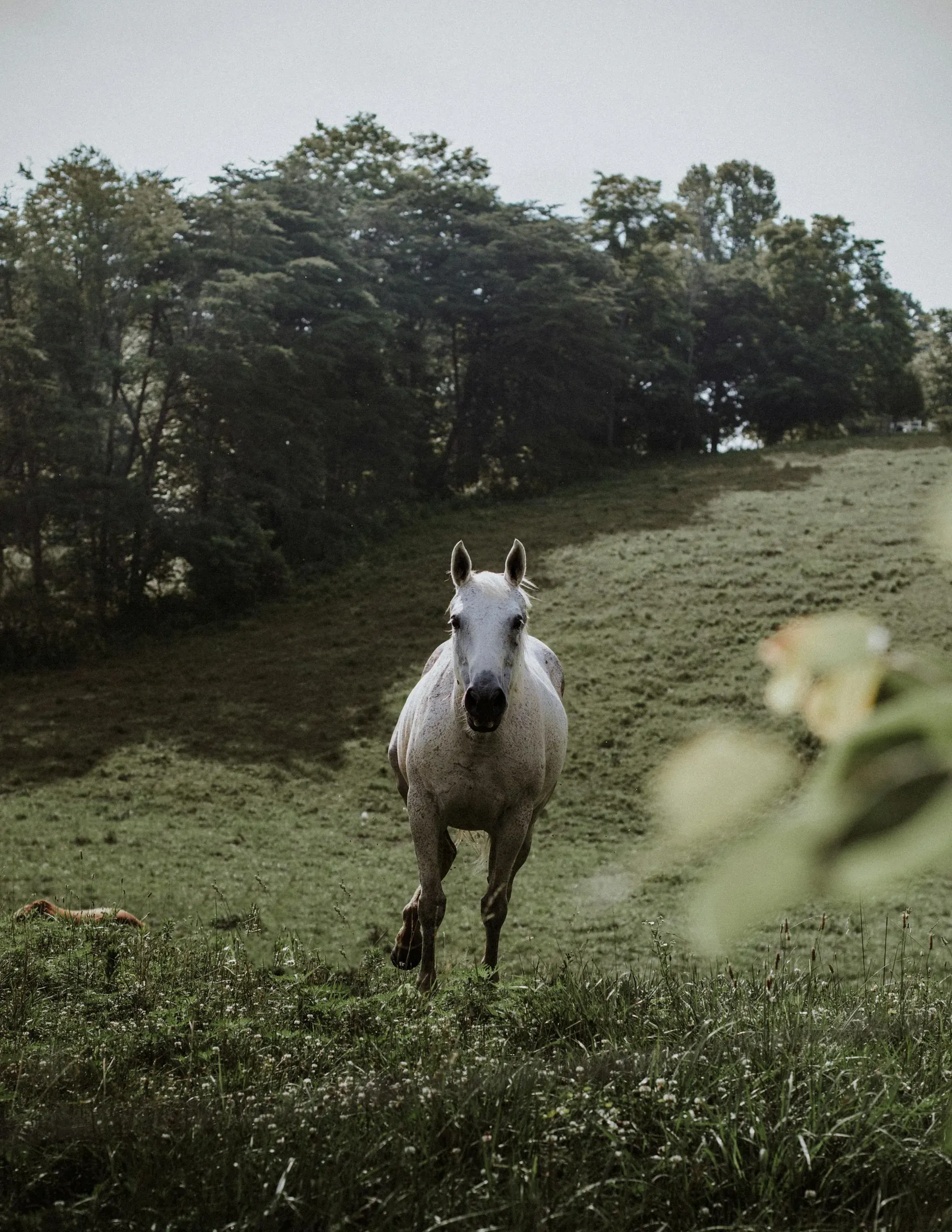 Tennessee. Photo of white horse running in grass field