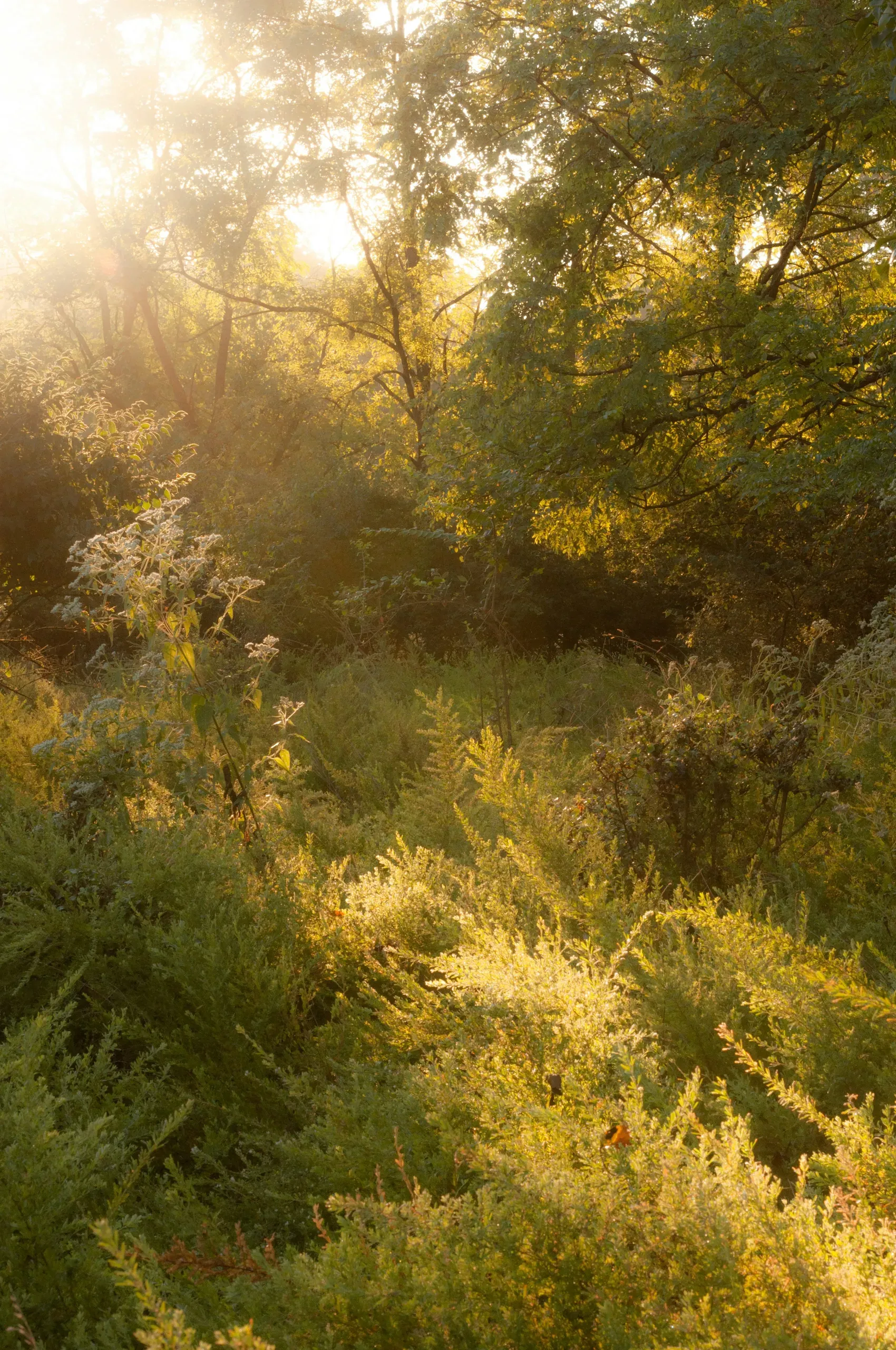 Magical early morning light in College Park, Maryland