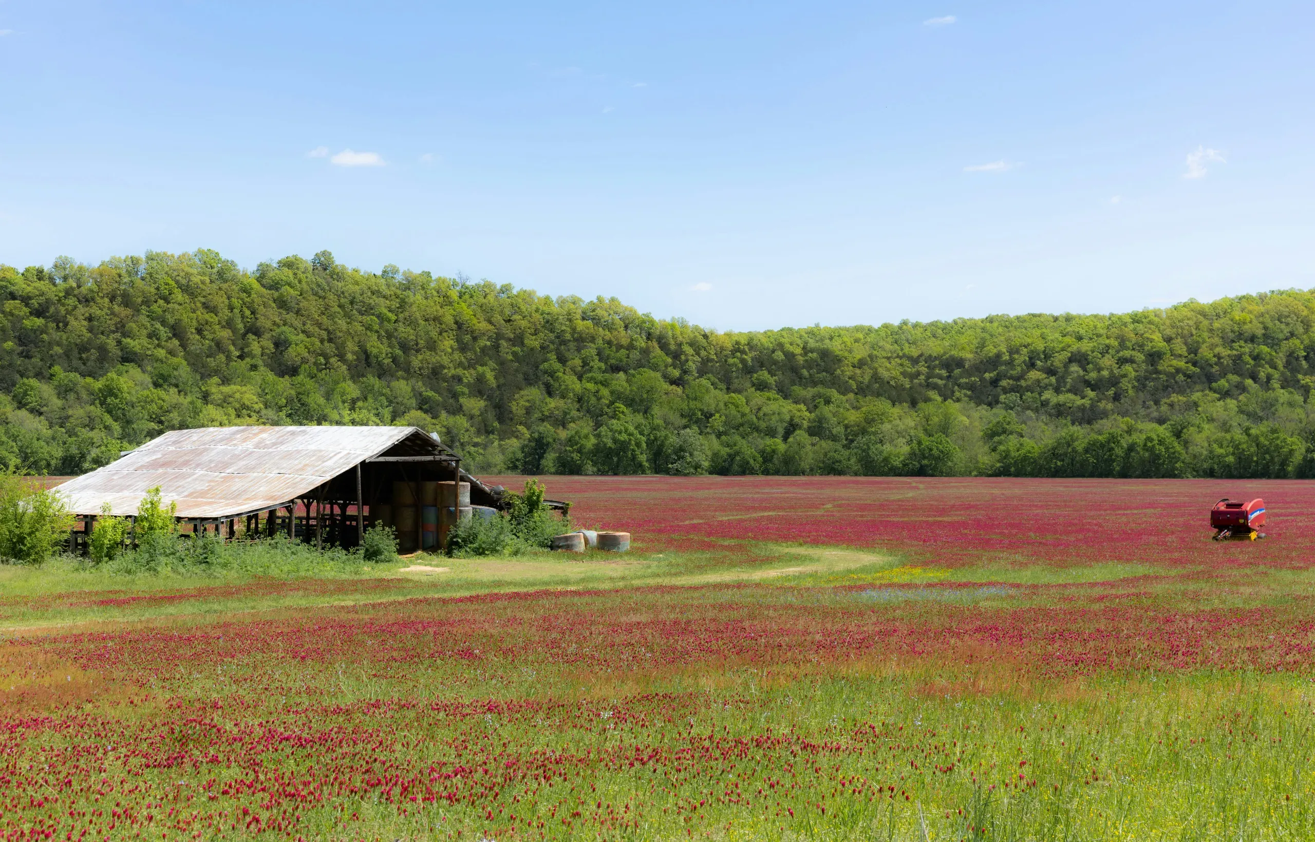 A barn surrounded by crimson clovers in Marshall, Arkansas