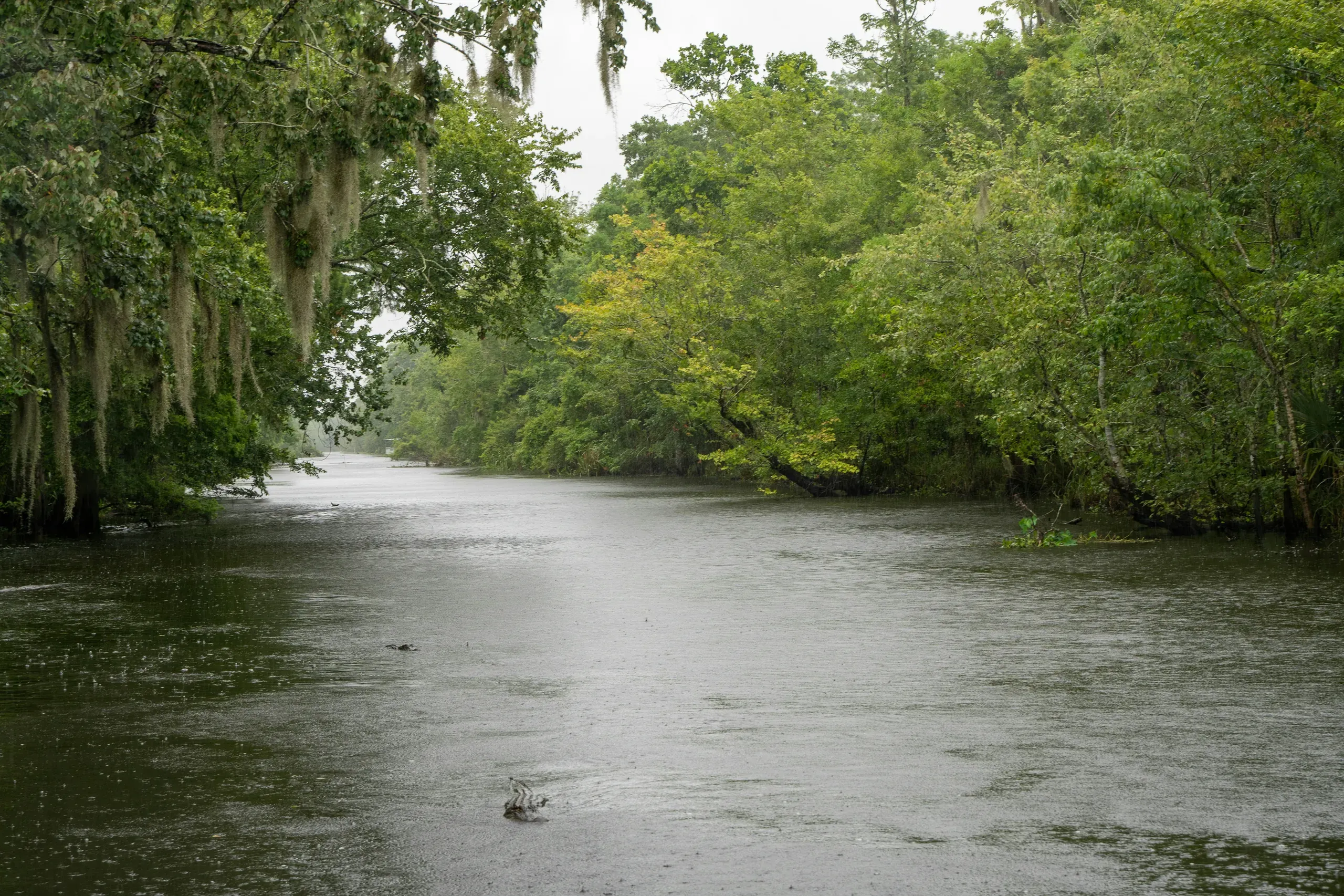 A view down a river channel in a Louisiana swamp, with lush green trees lining both banks on a cloudy day.