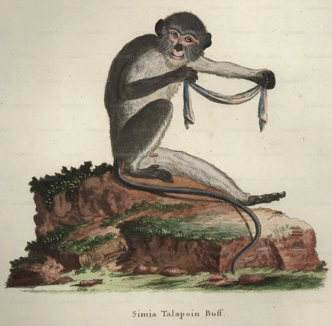 Ring-tailed lemur