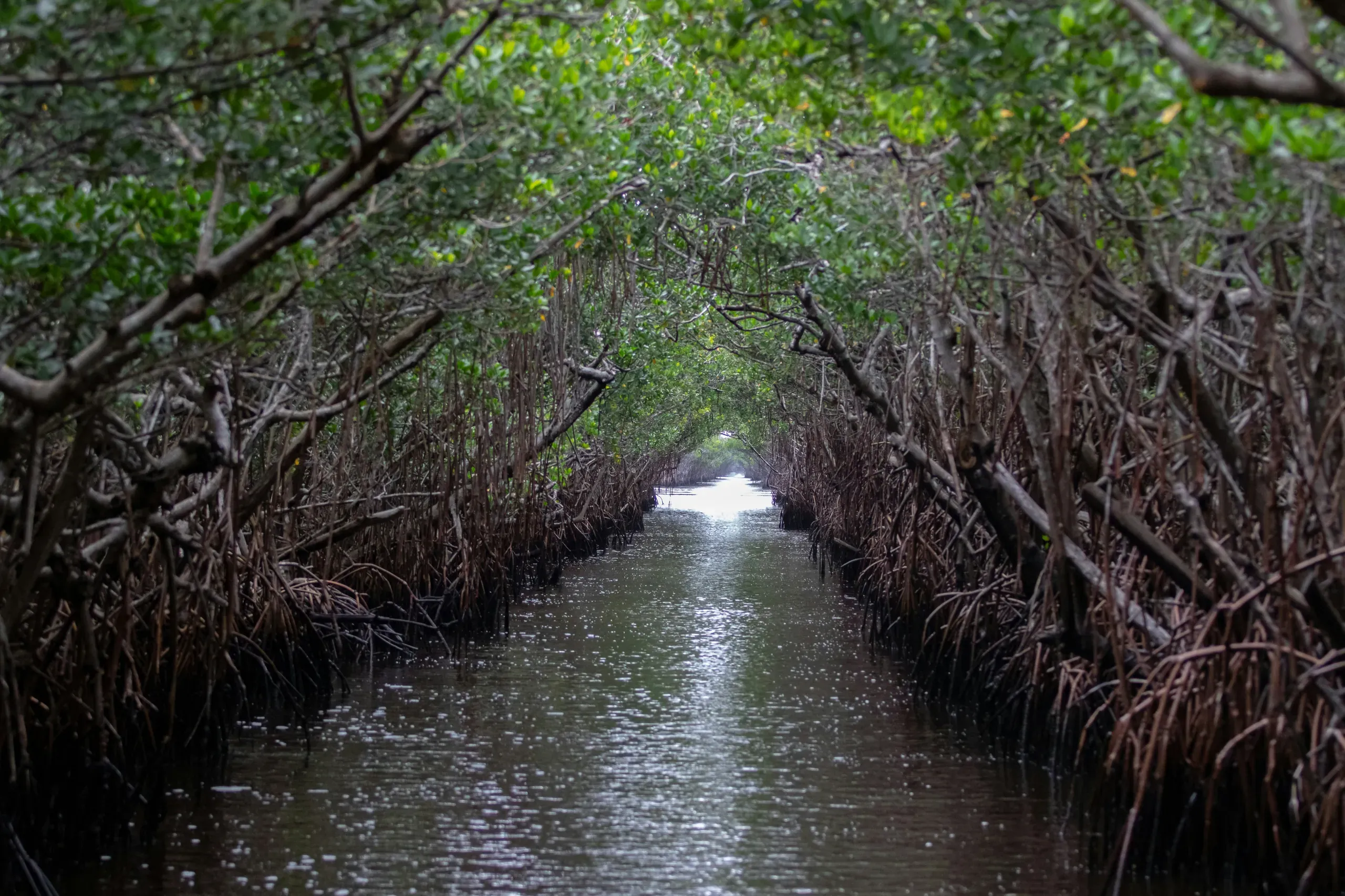 Speedy's Airboat Tours, Begonia Street, Everglades City, Florida