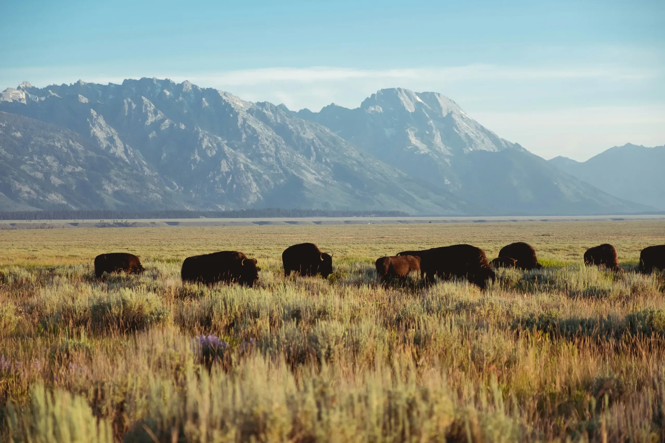 Grand Teton National Park, Jackson, Wyoming. Bison in the Wilderness