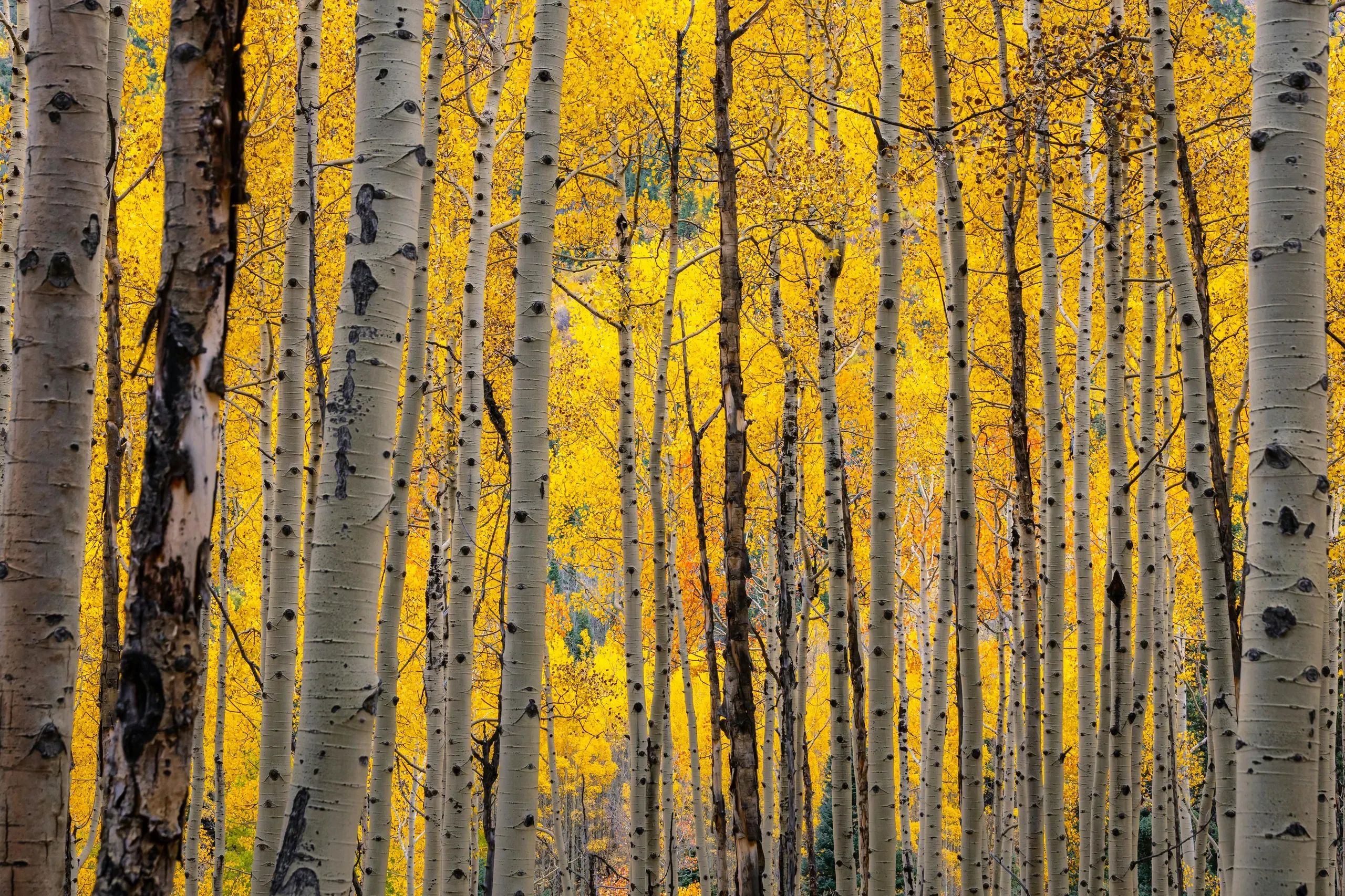 Colorado. Vibrant Aspen Forest in Colorado During Fall.
