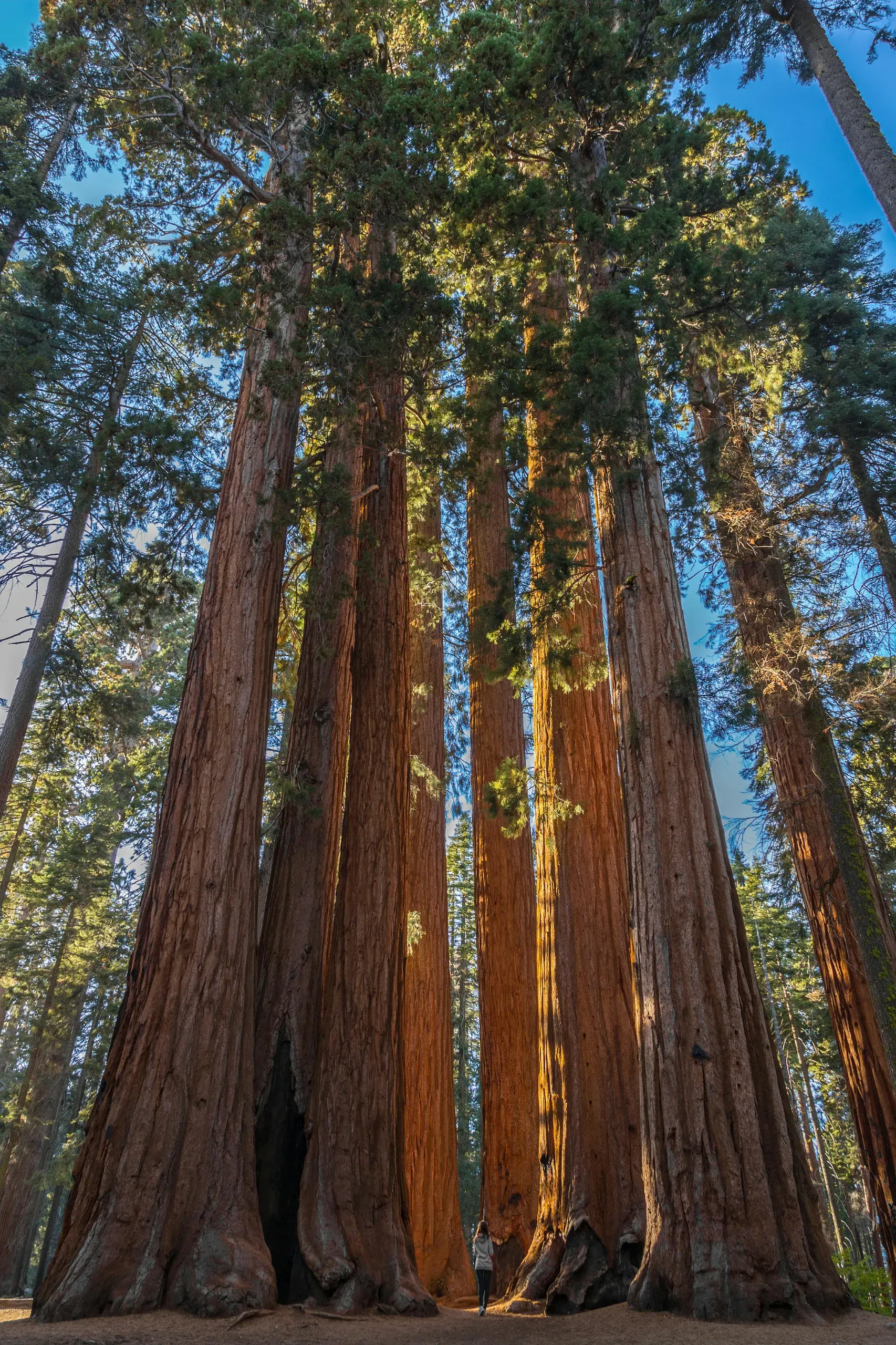 Sequoia National Forest, California