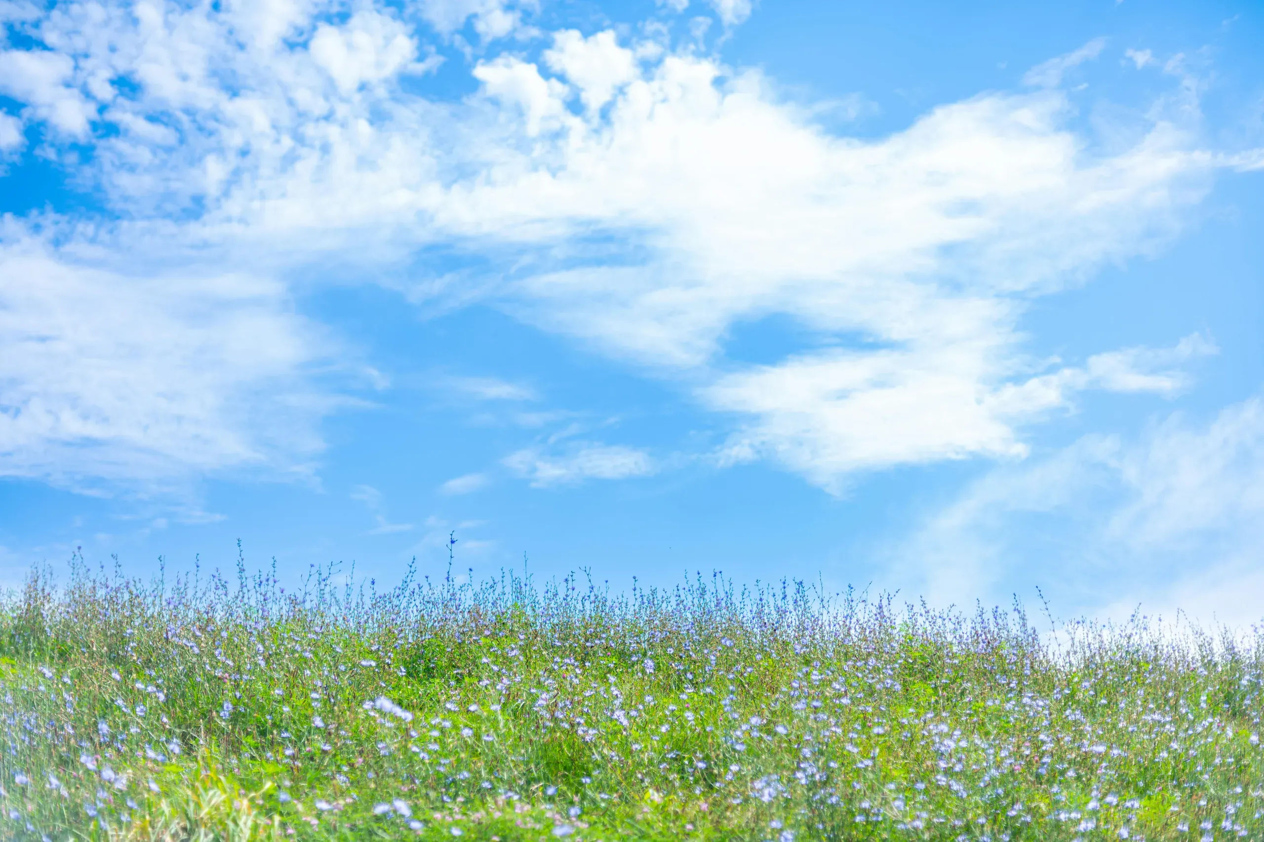 Canonsburg, Pennsylvania. Sunny meadow with blue sky and wildflowers