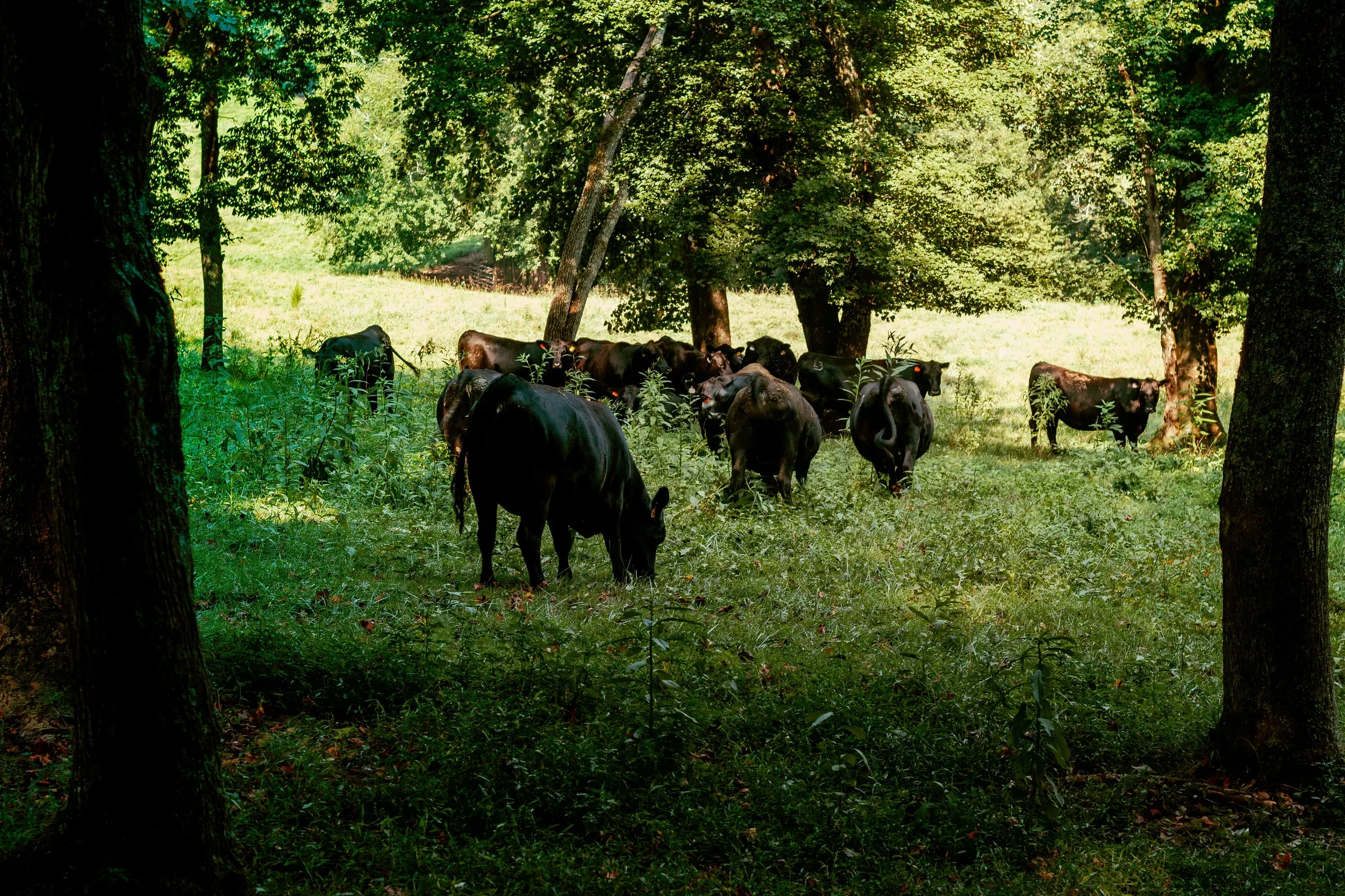 Blue Ridge, Georgia. Black cows resting in the shade.