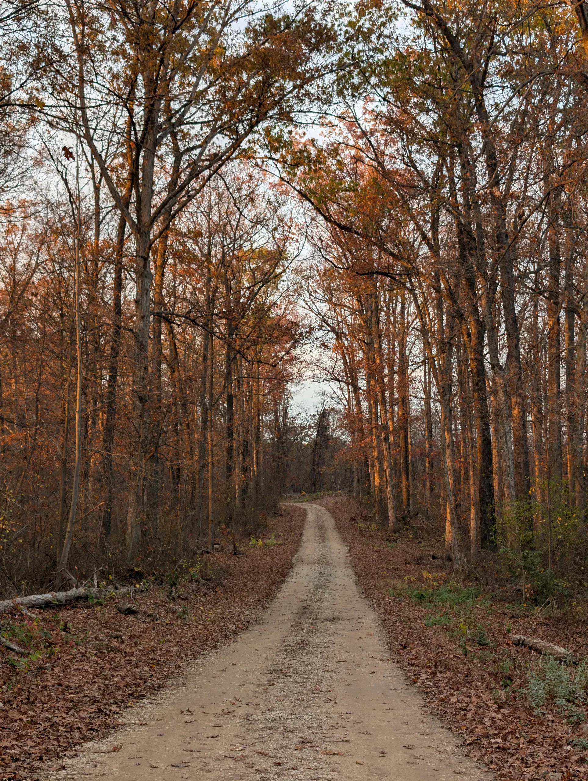 Autumn Forest Trail in Indiana with Fall Foliage