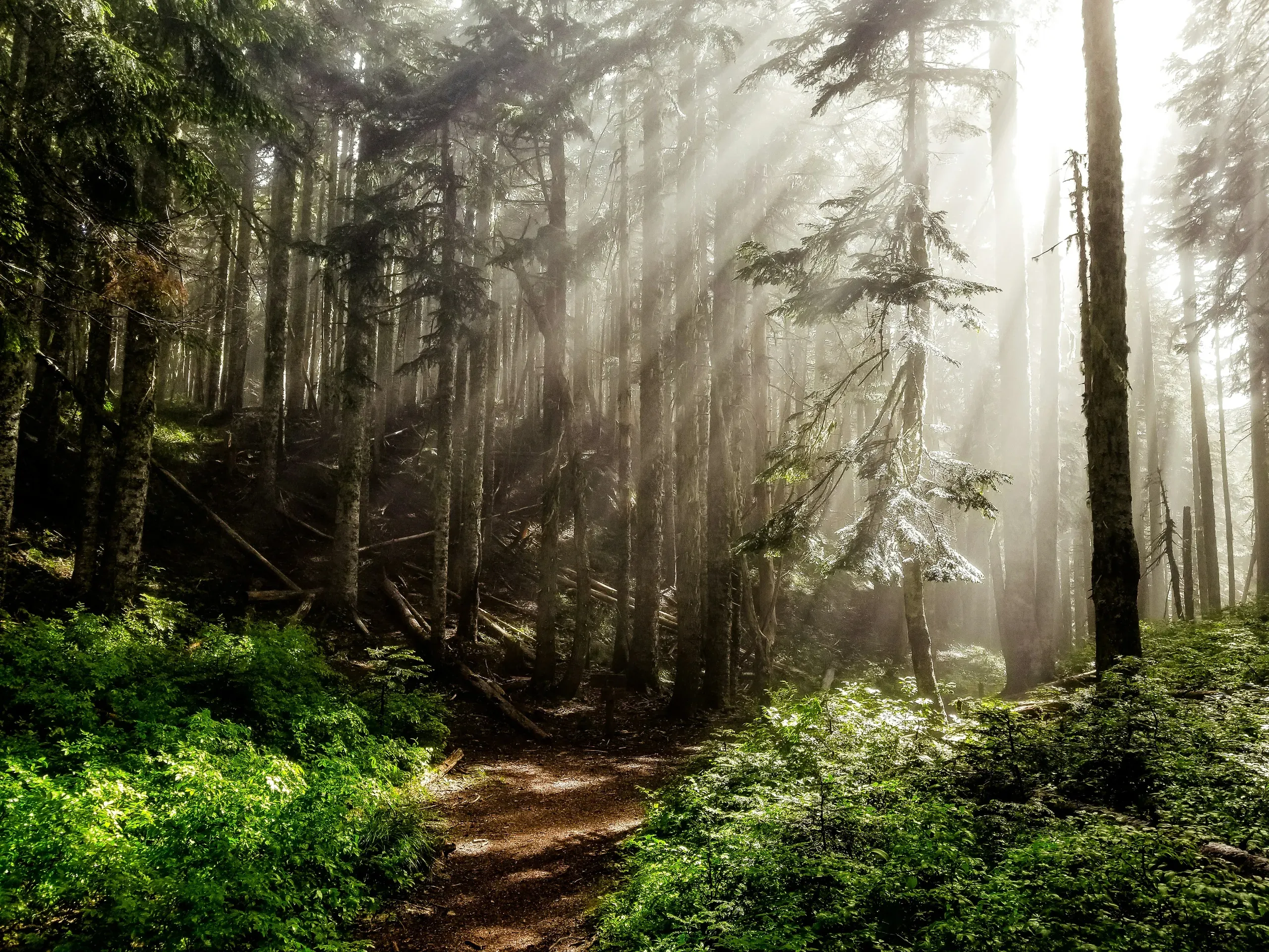 Bald Mountain, Oregon