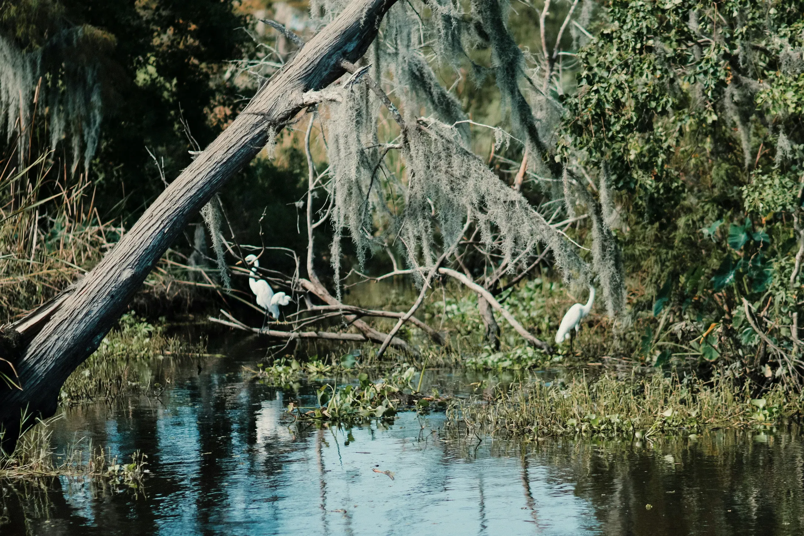 A white egret stands on a mossy, fallen tree at the edge of the water in Barataria, Louisiana.