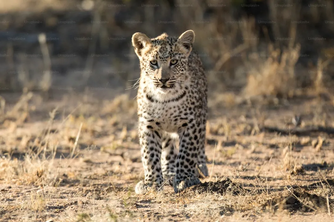Leopard