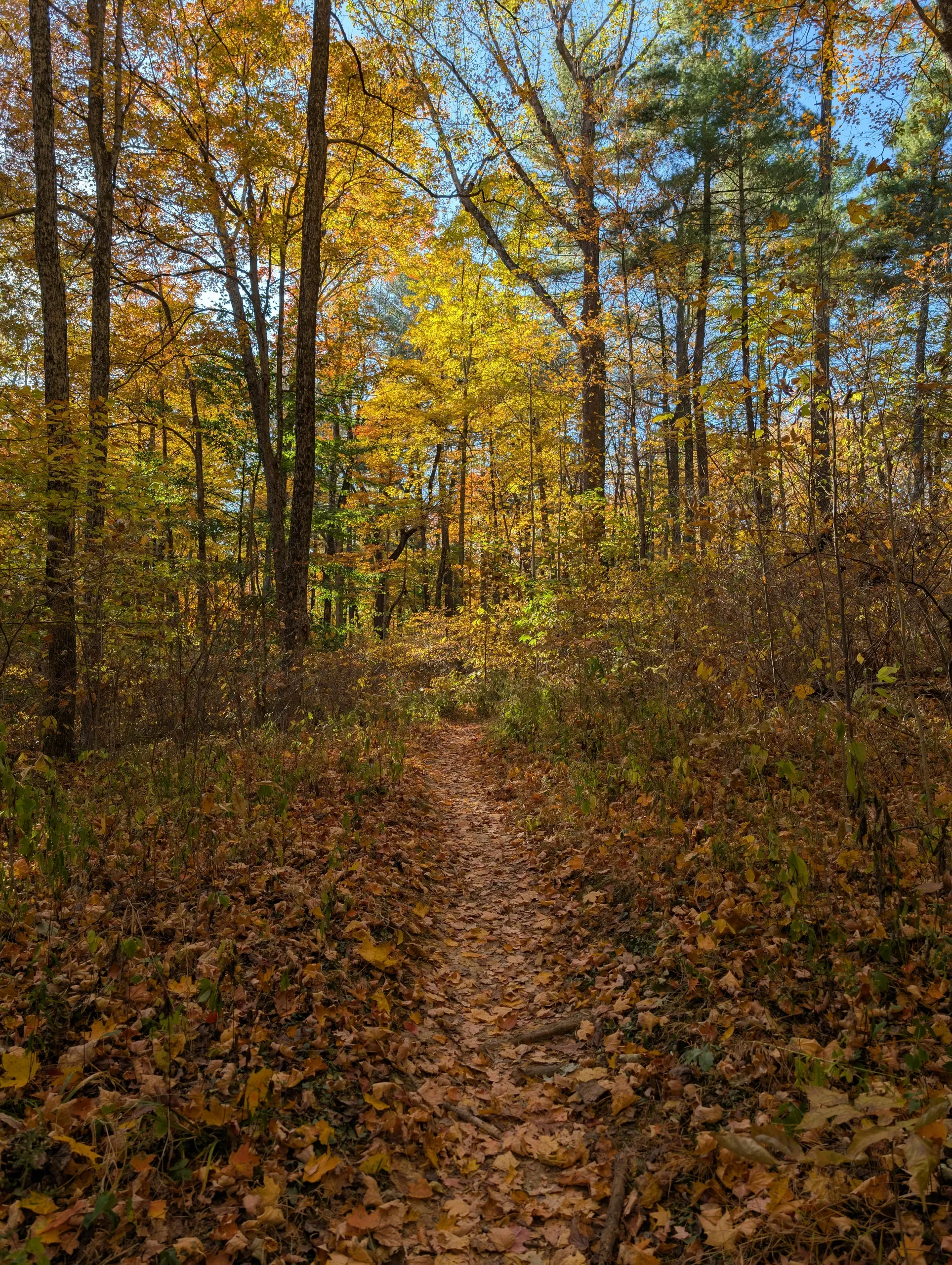 Scenic Autumn Trail in Indiana Forest