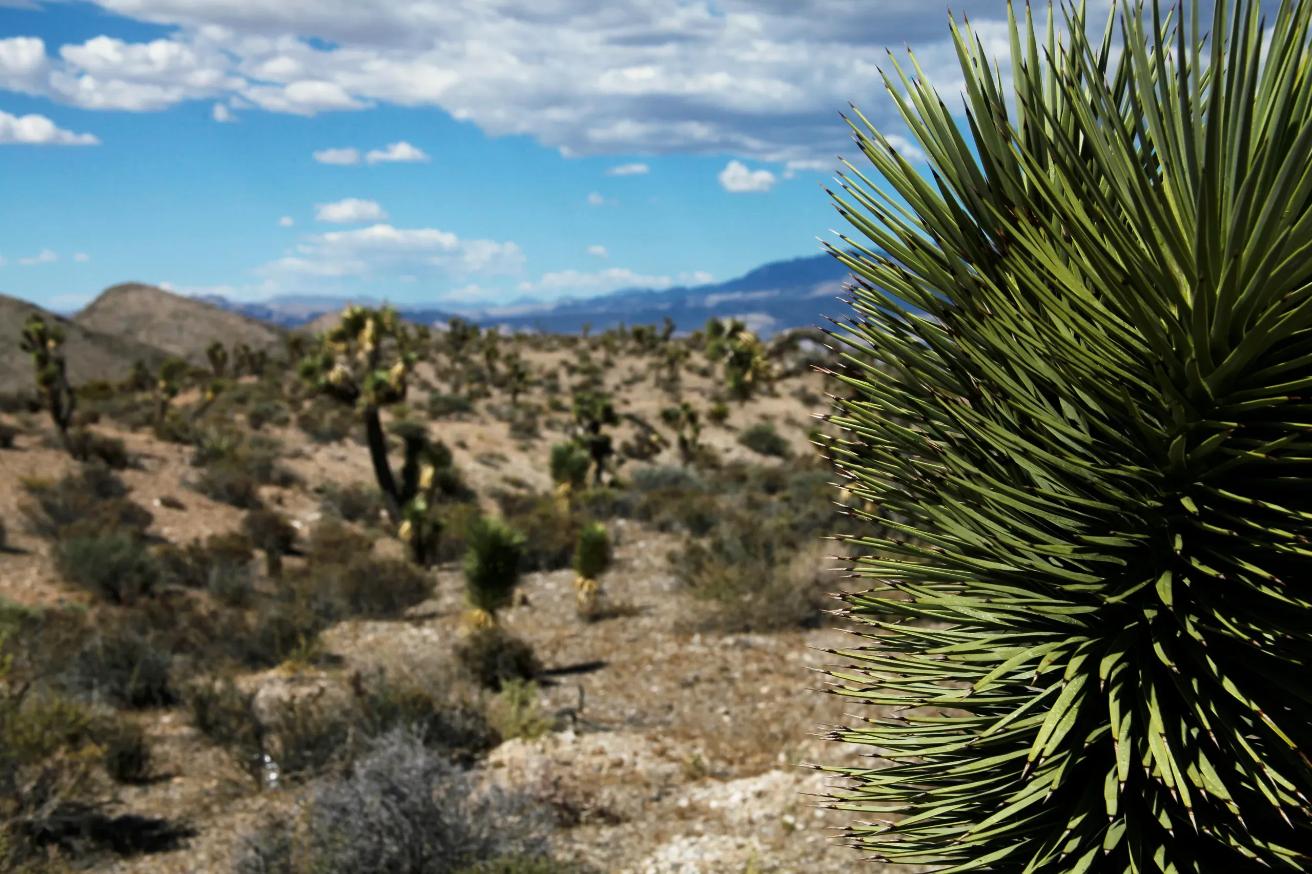 Nye County, Nevada. Selective focus photography of green linear plant