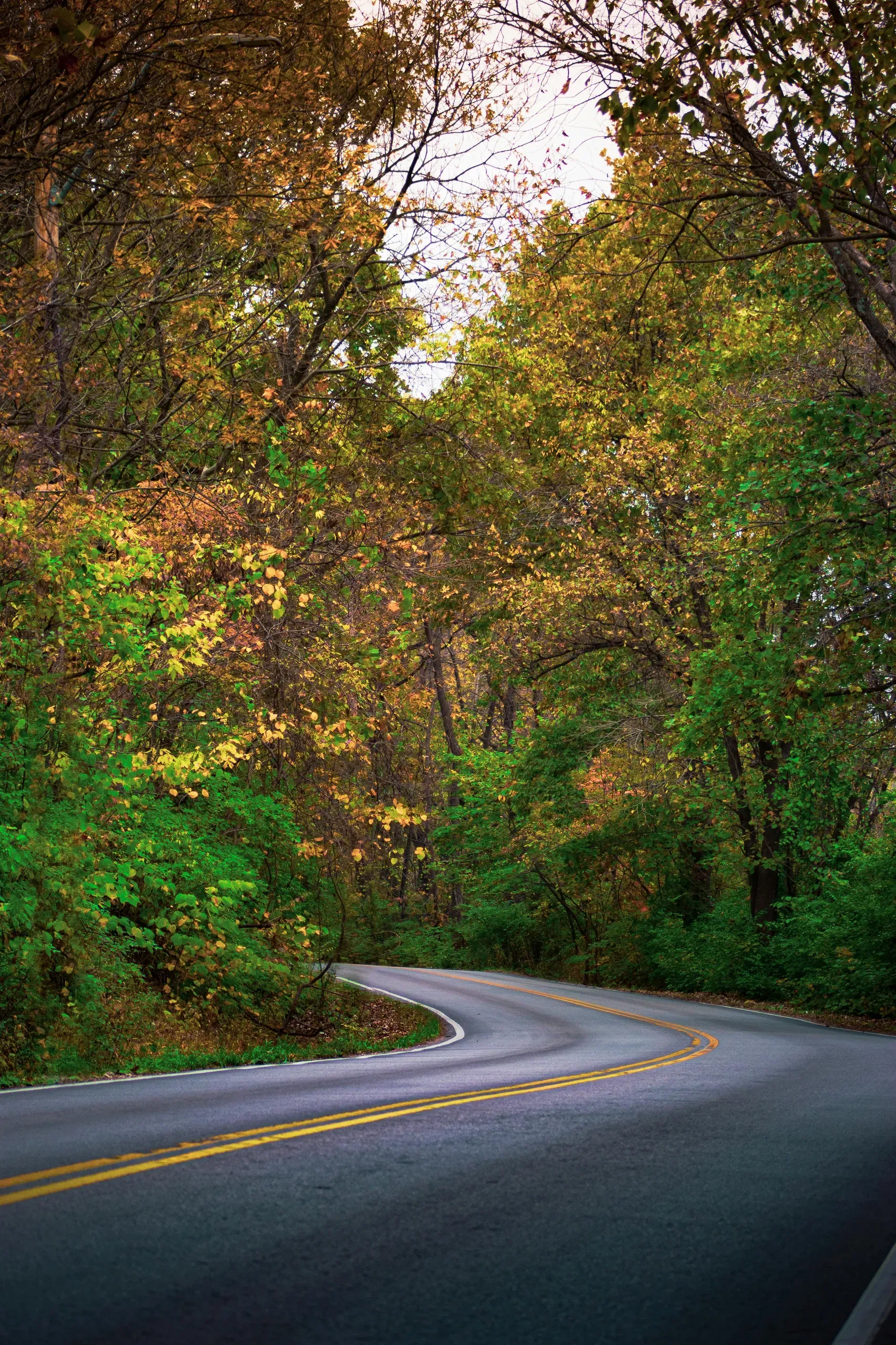 Kansas City, Missouri. A road surrounded by trees