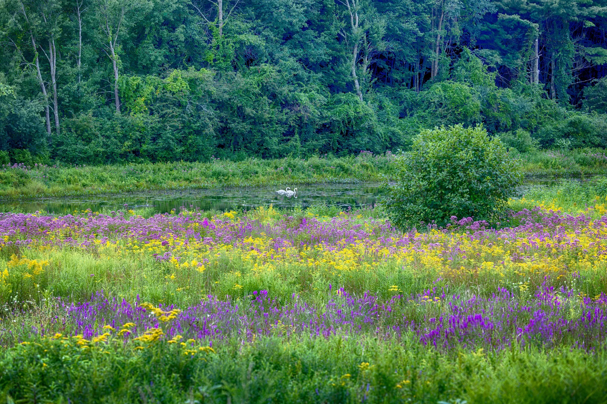 Southborough, Massachusetts. Beautiful meadow with wildflowers and swans