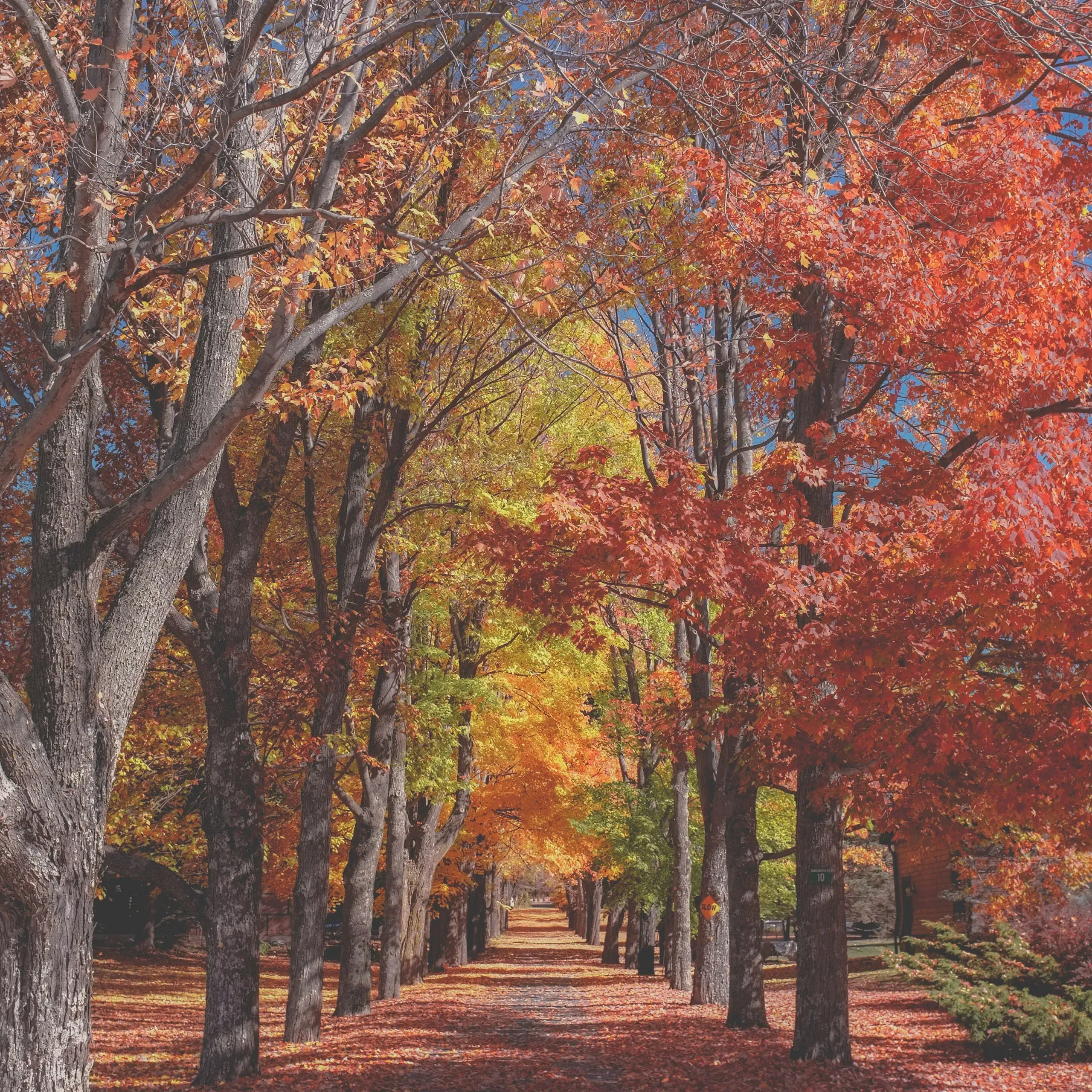 Catskill Mountains, New York. Autumn park alley