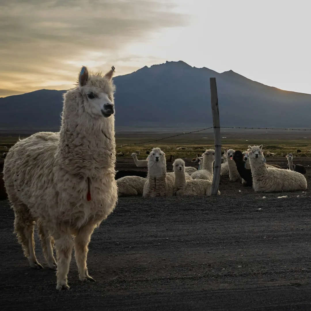 Llama
