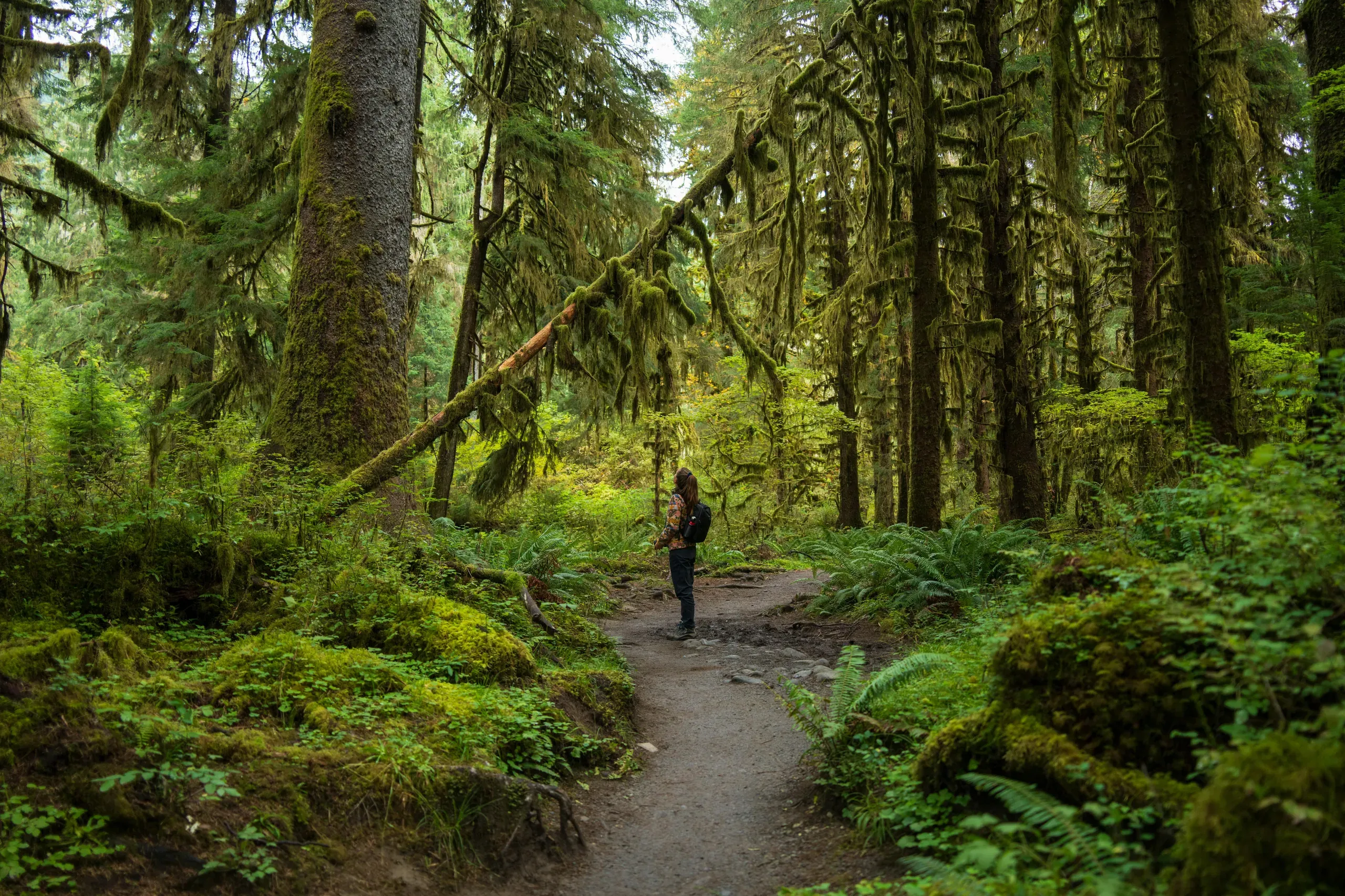 Forks, Washington. Tranquil hiker in Hoh Rainforest