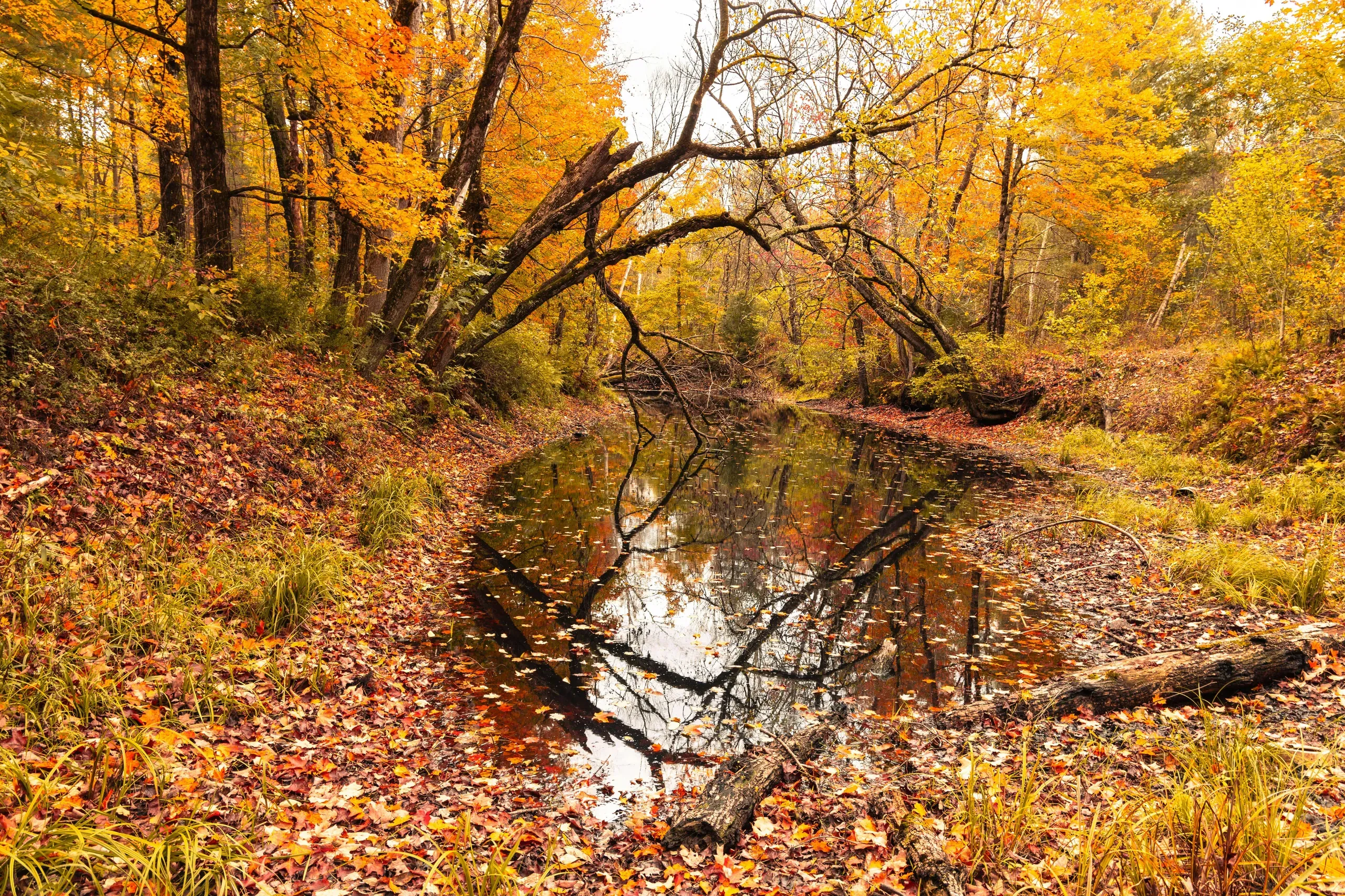 Campton, New Hampshire. Stream in a forest in autumn