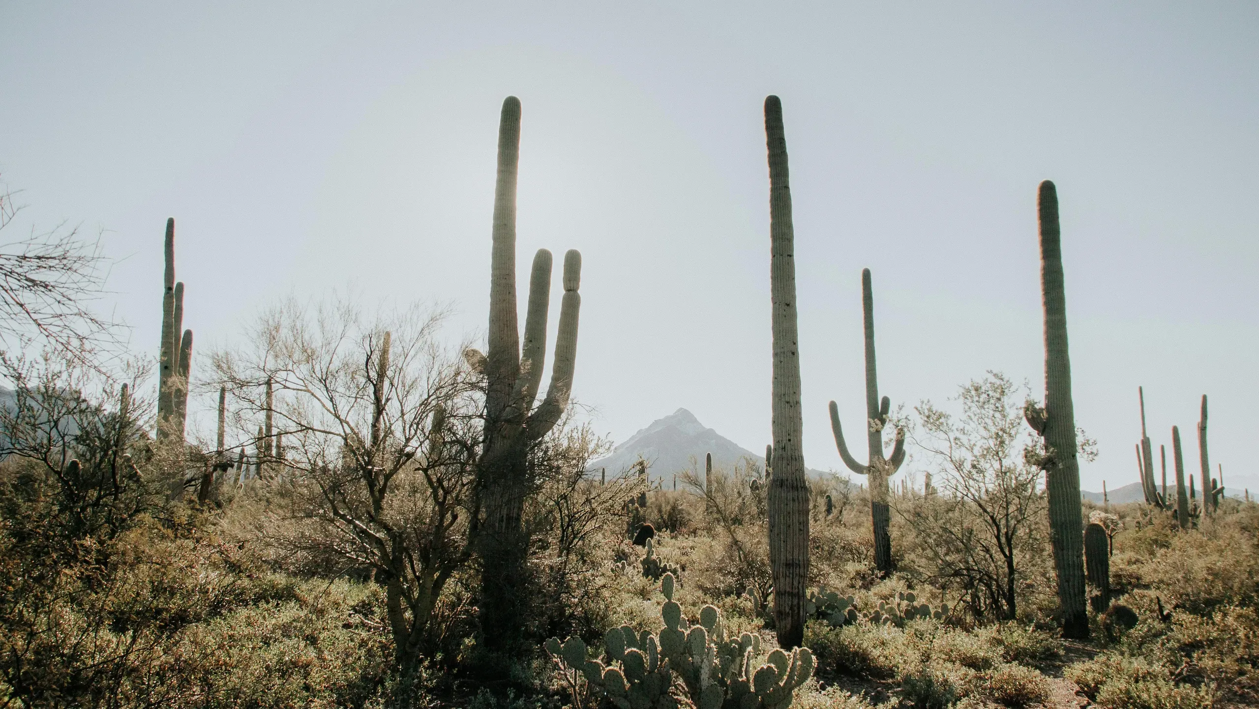 Arizona. Cactus Plants In The Desert